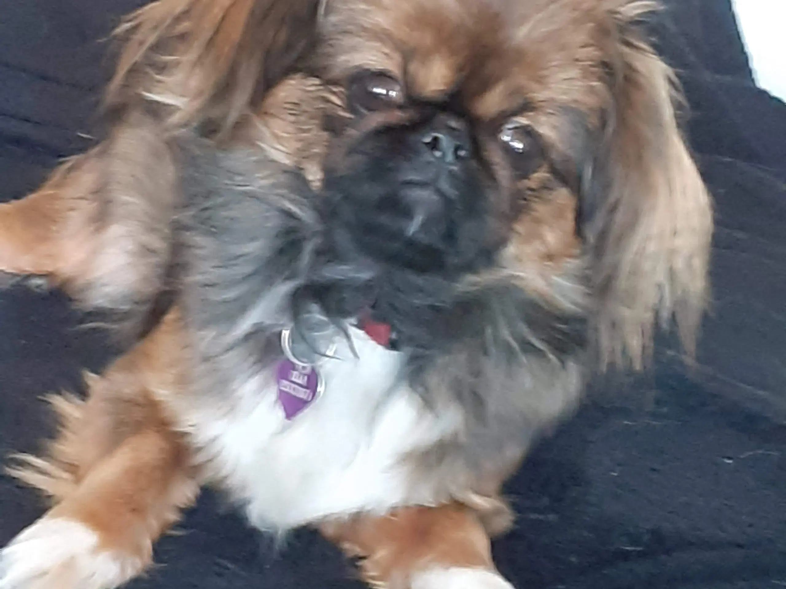 Hun hund pekingeser