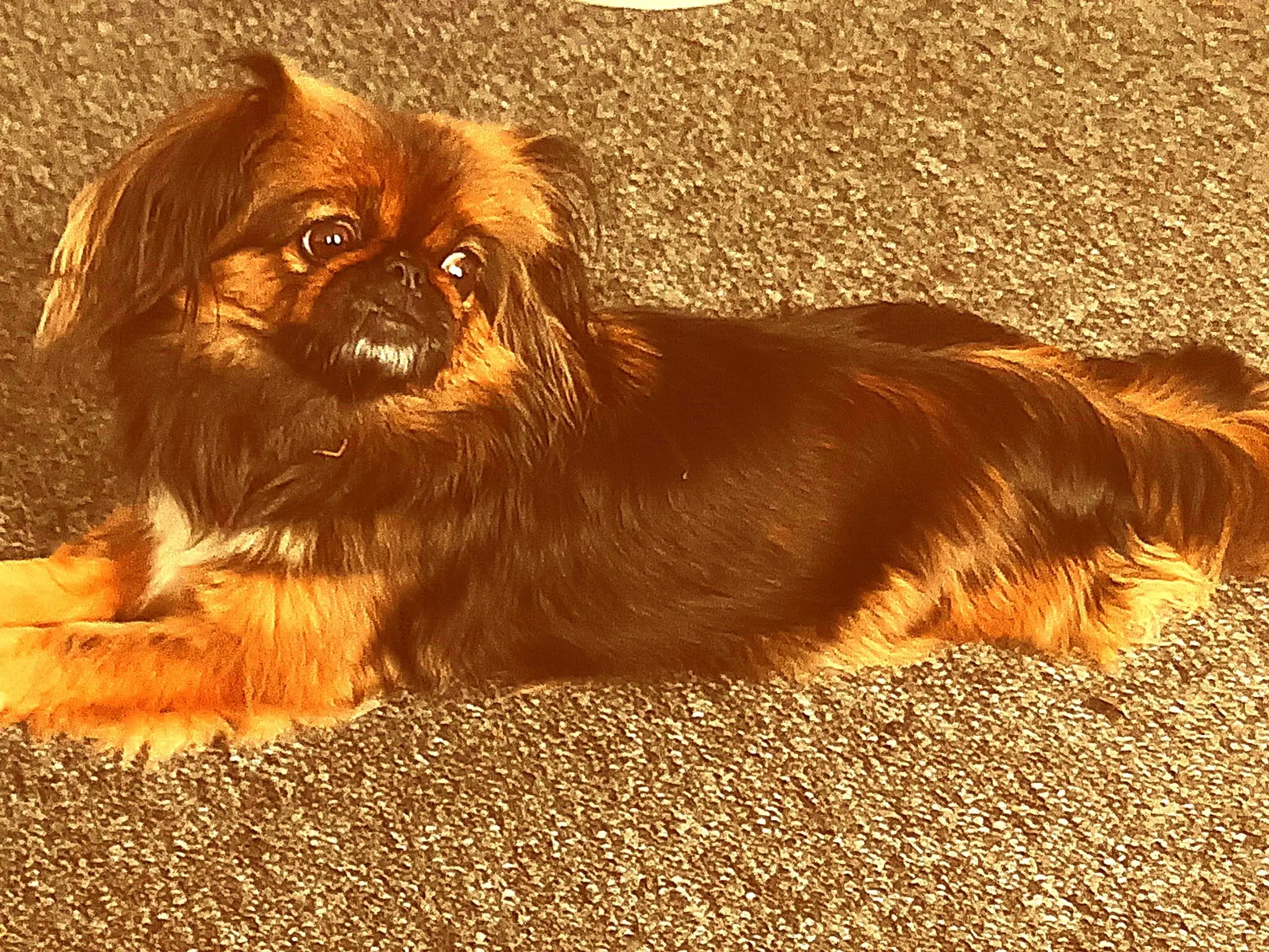 Hun hund pekingeser