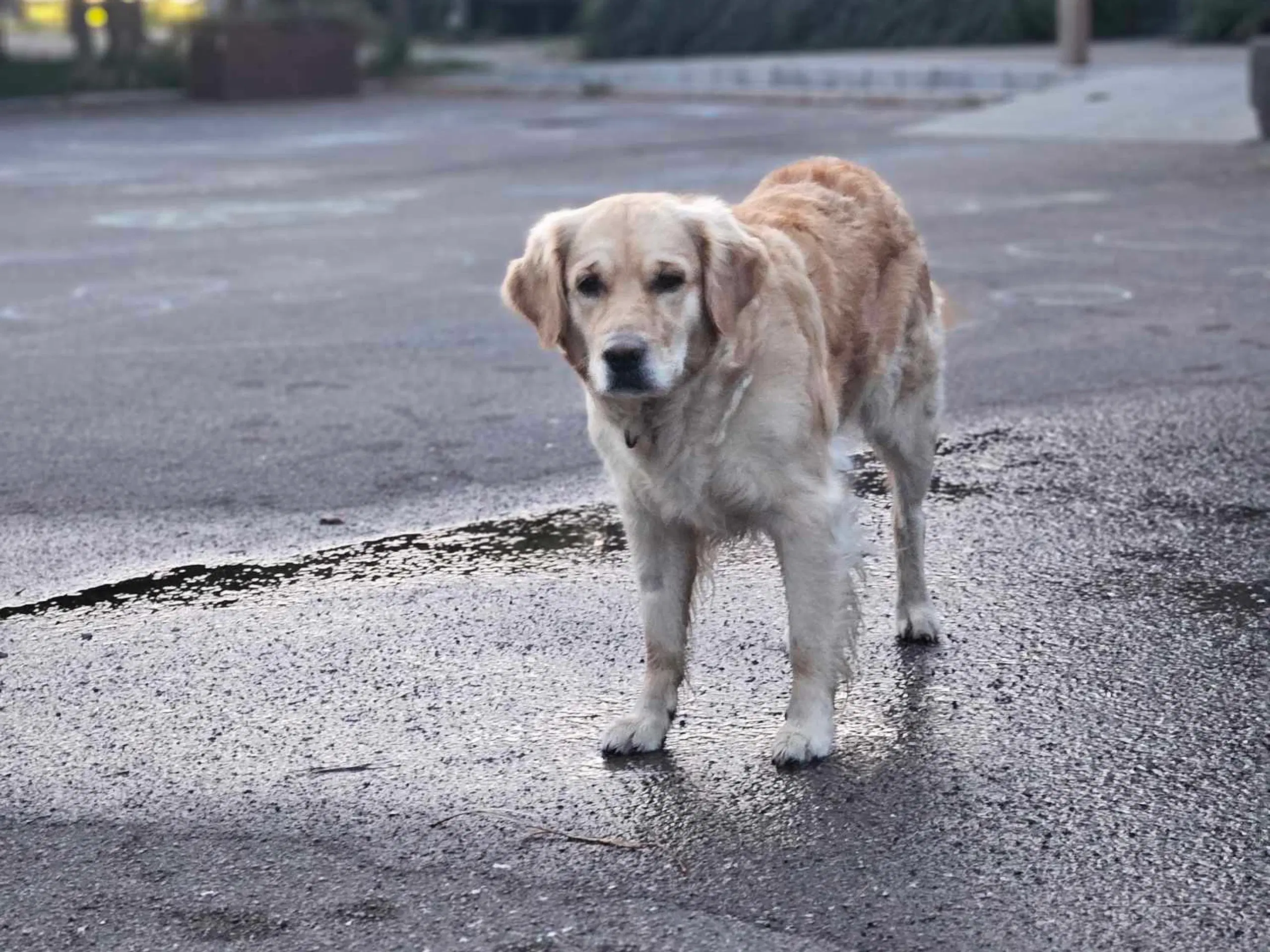 Golden retriever hvalpe