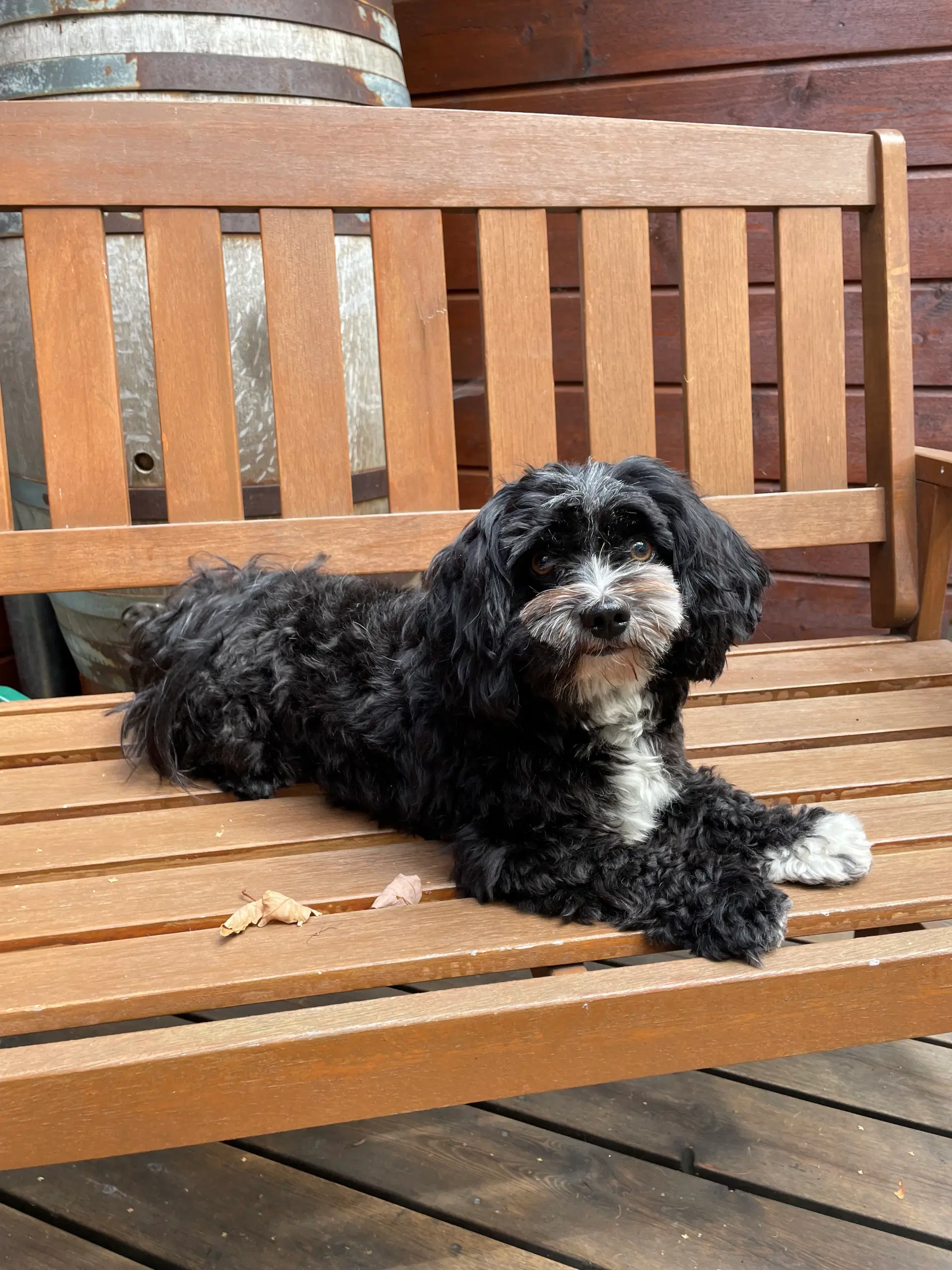 Bichon Havanais/ Malteser tilbydes til parring