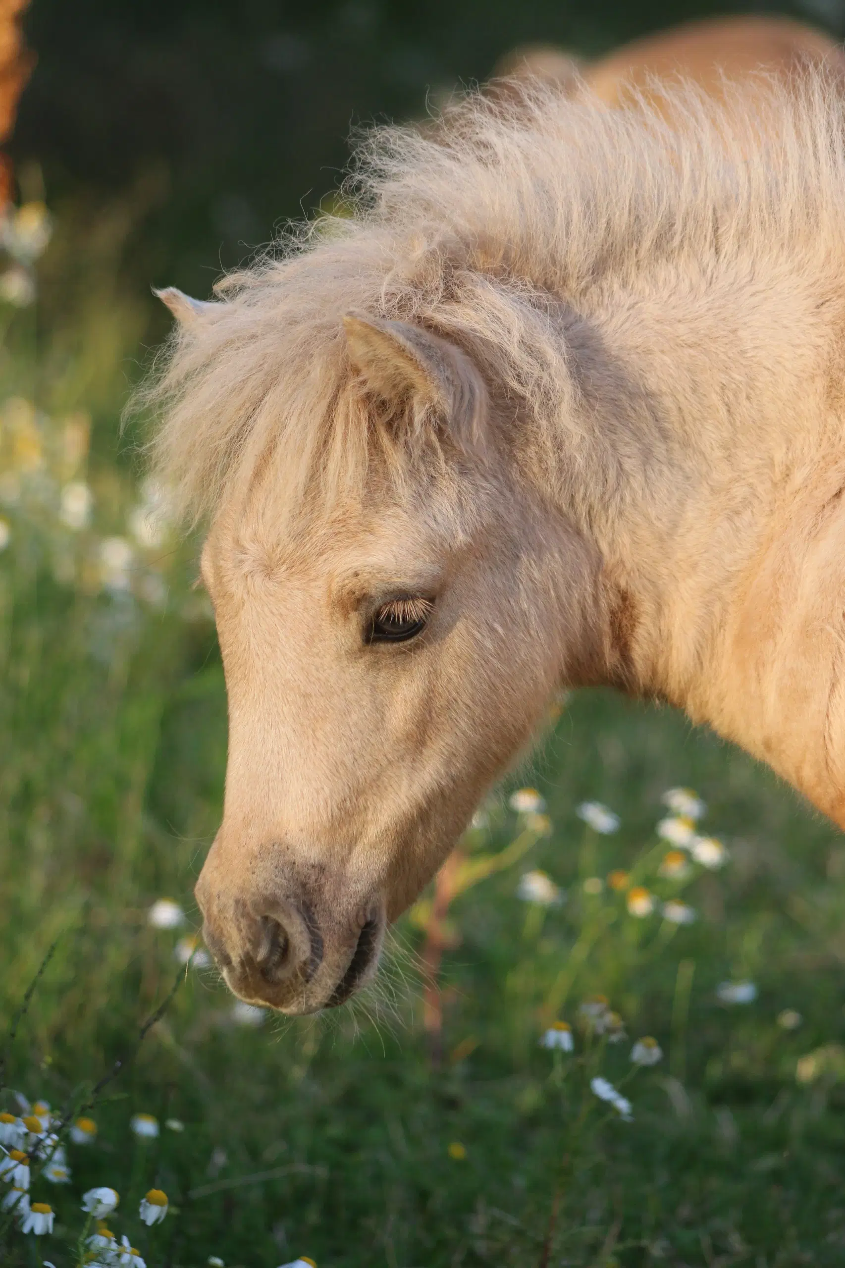 palomino dun shetlandspony hoppe rødt pas