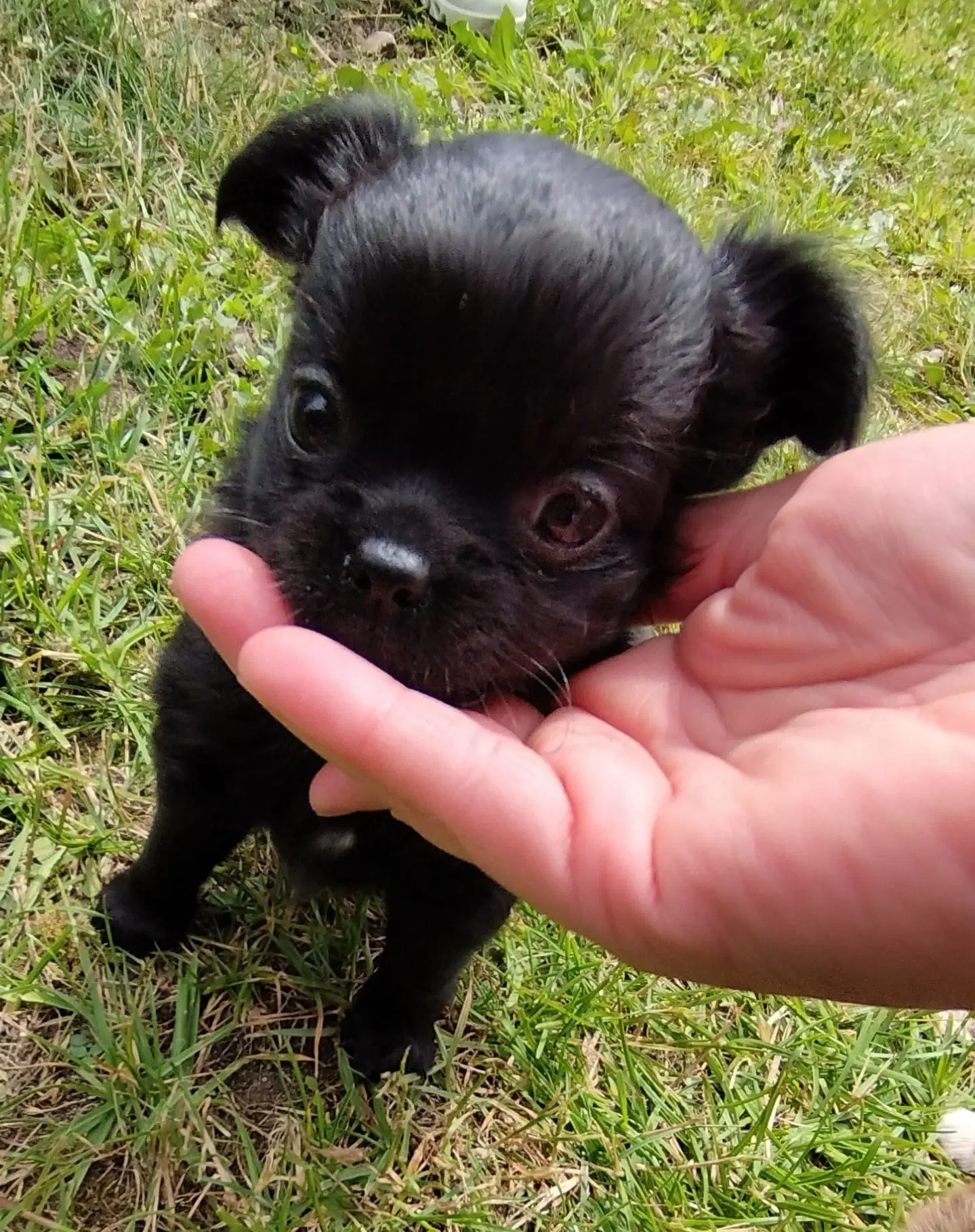 Langhåret Chihuahua hvalp