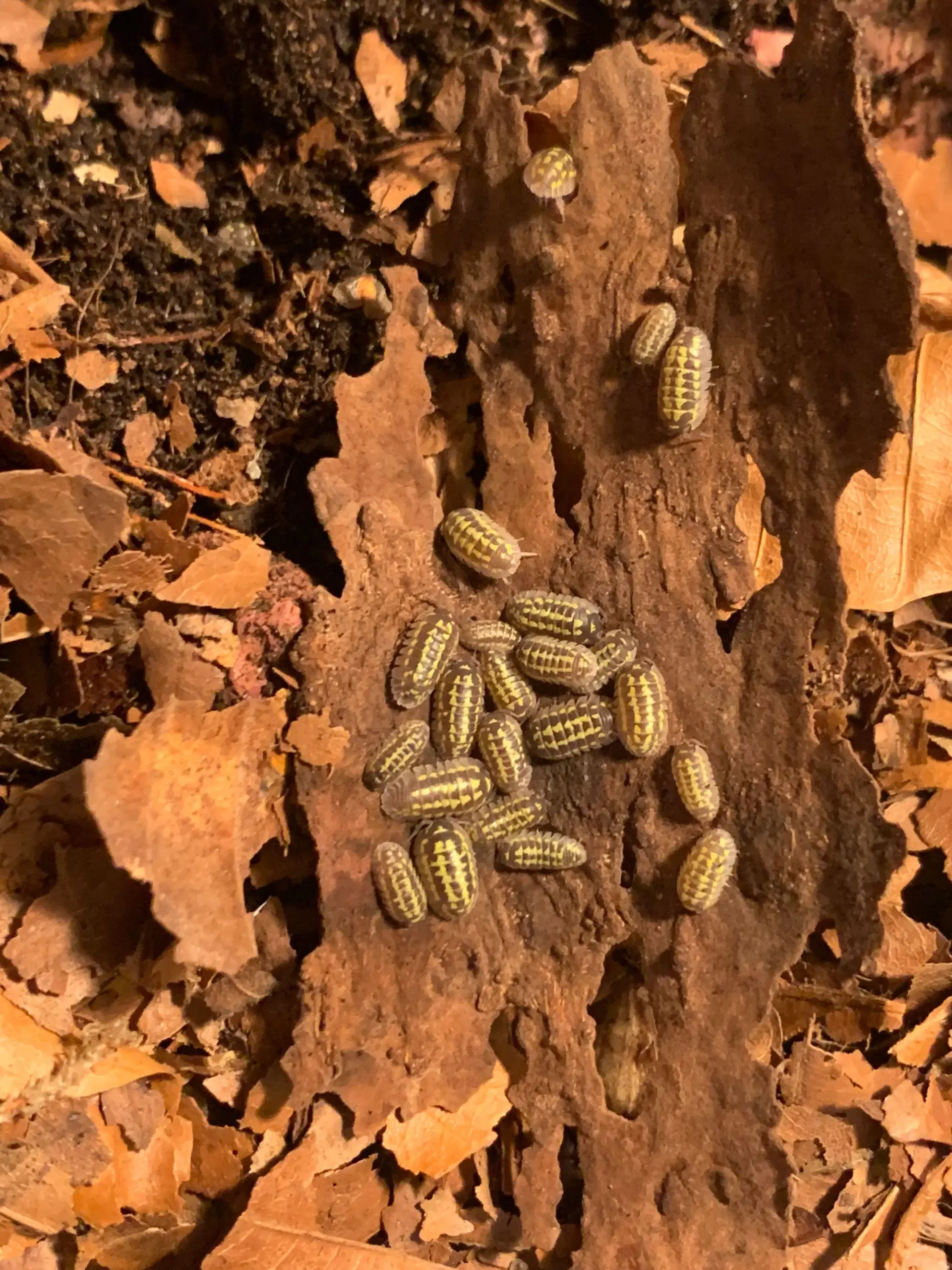 Armadillidium Gestroi sælges