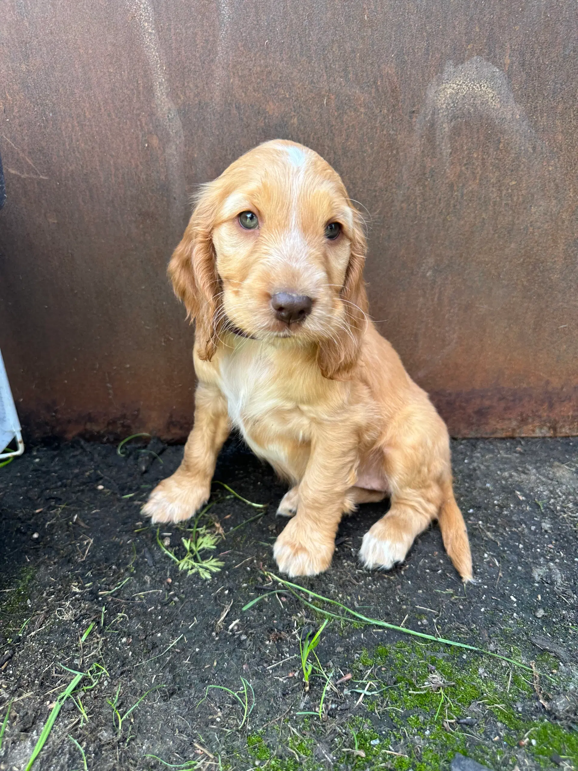 Cocker spaniel