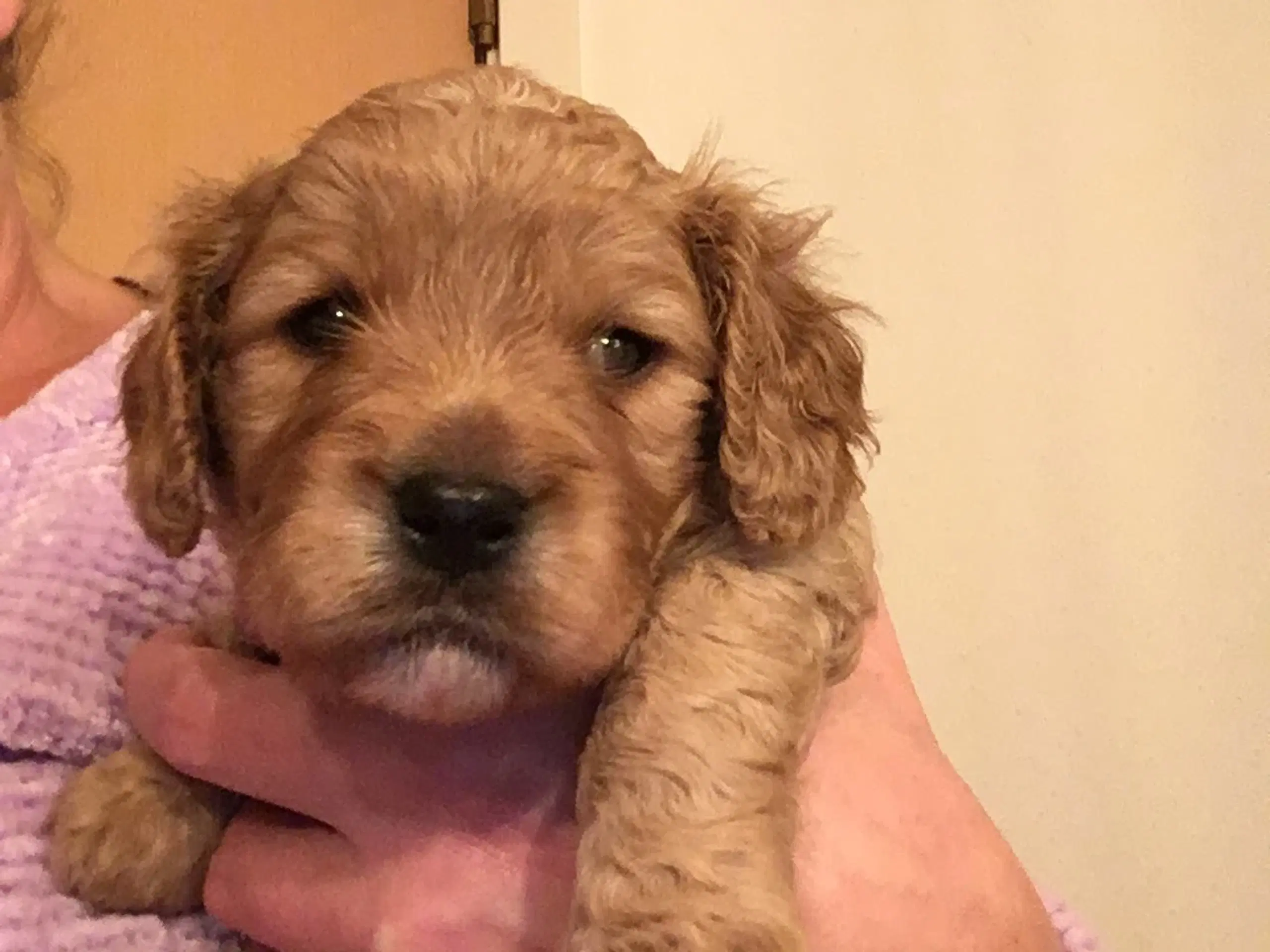 Cavapoo hvalpe