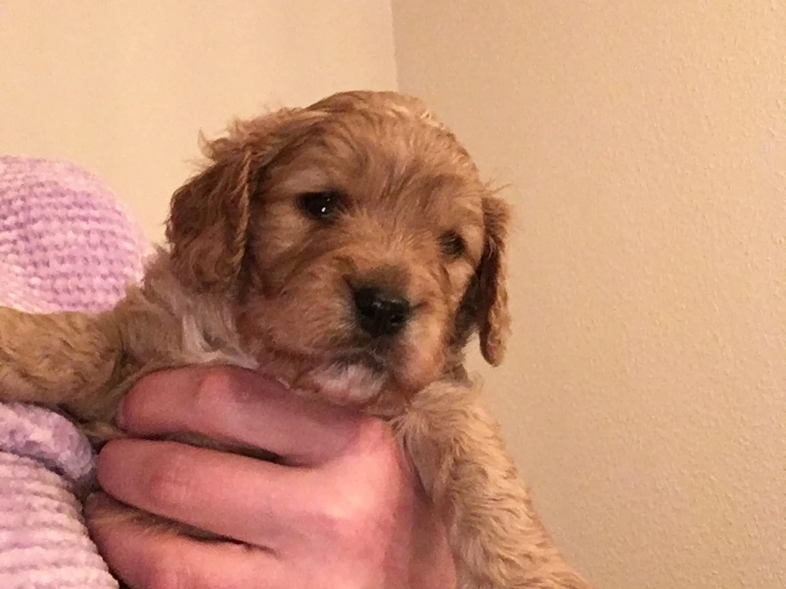 Cavapoo hvalpe