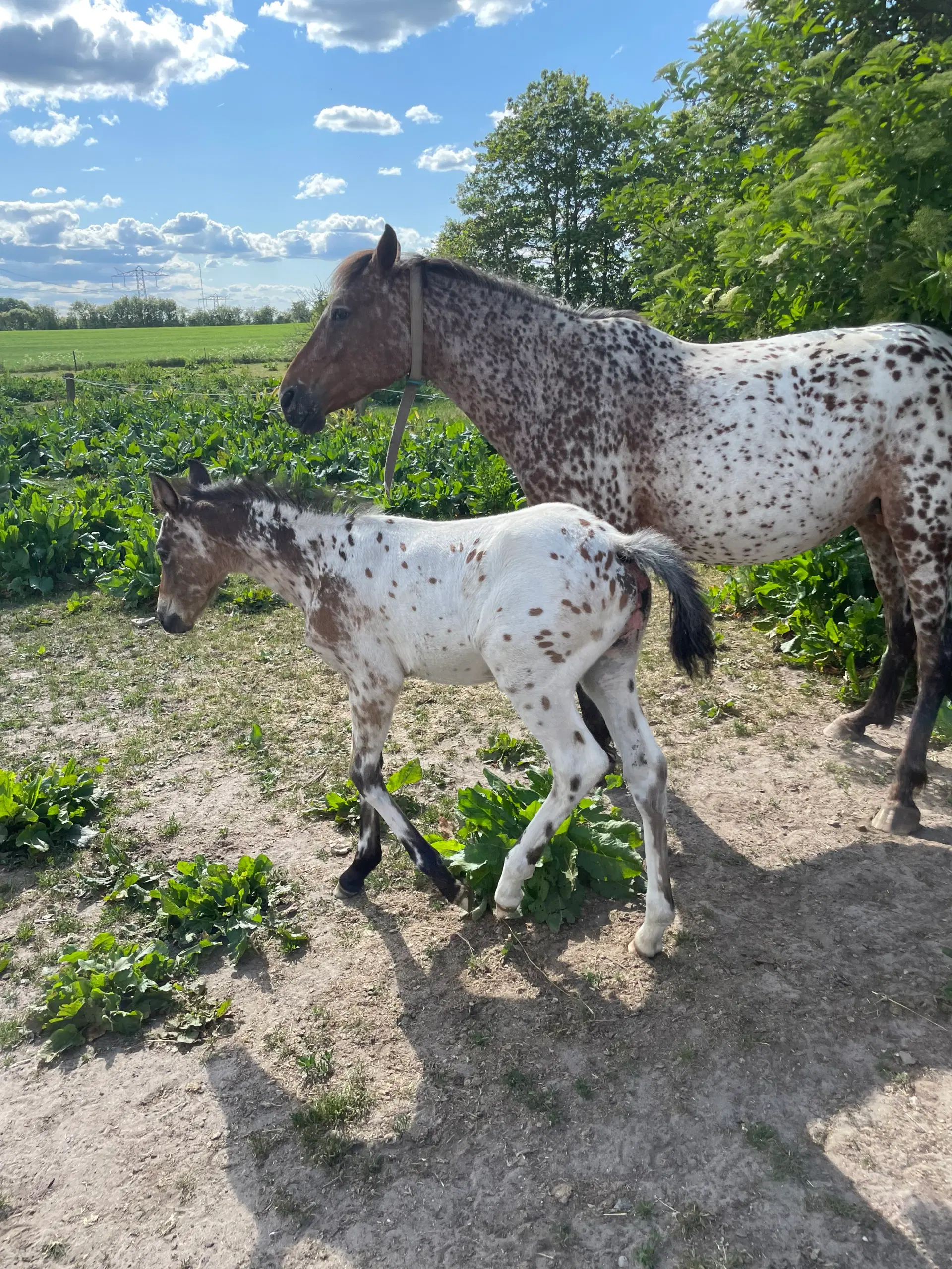 Knabstrupper pony føl