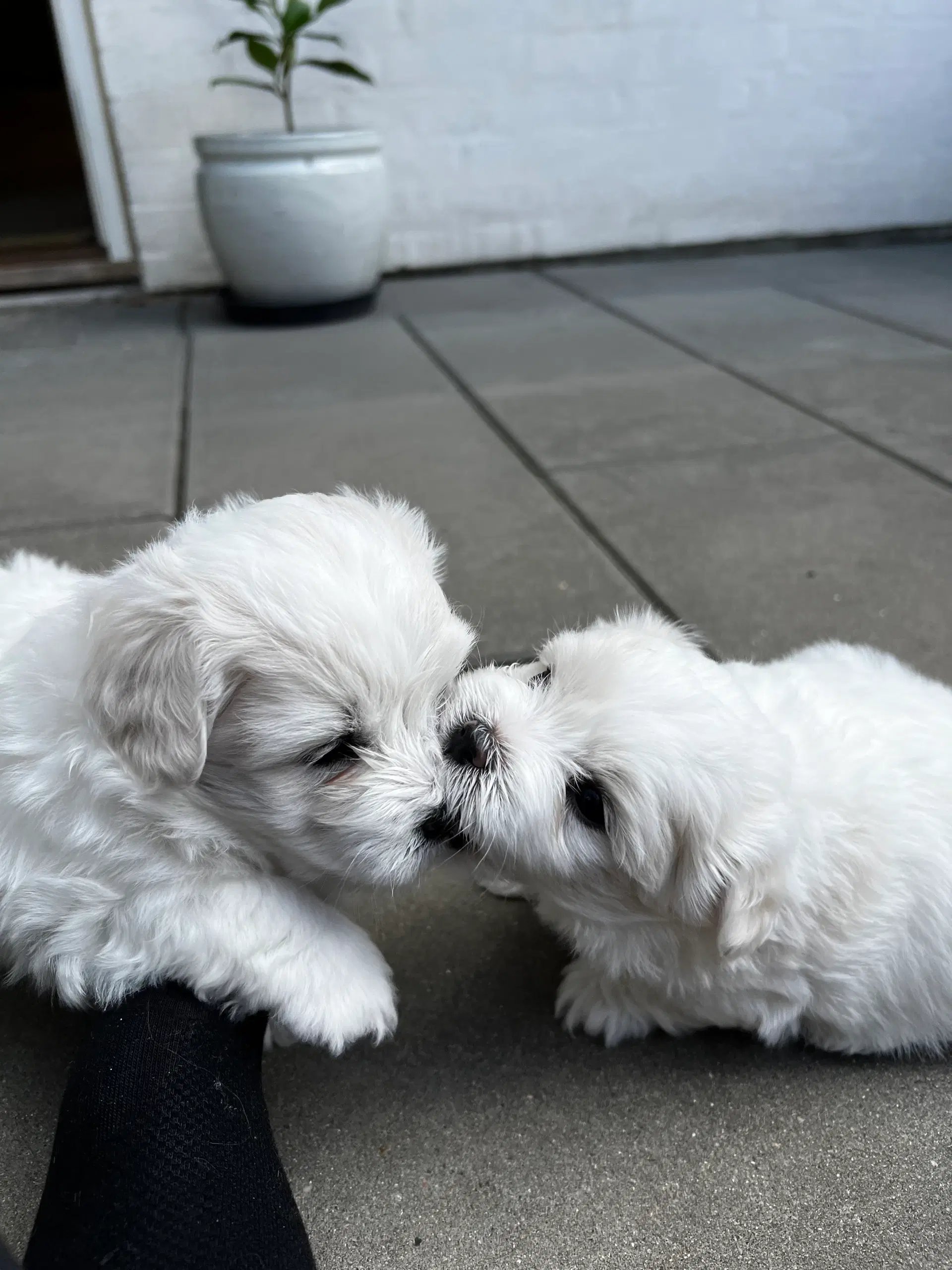 Coton de tulear hvalpe