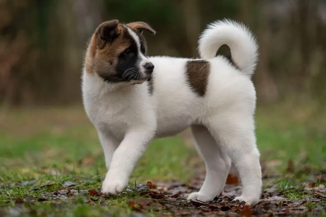 American Akita hvalpe med DKK stambog