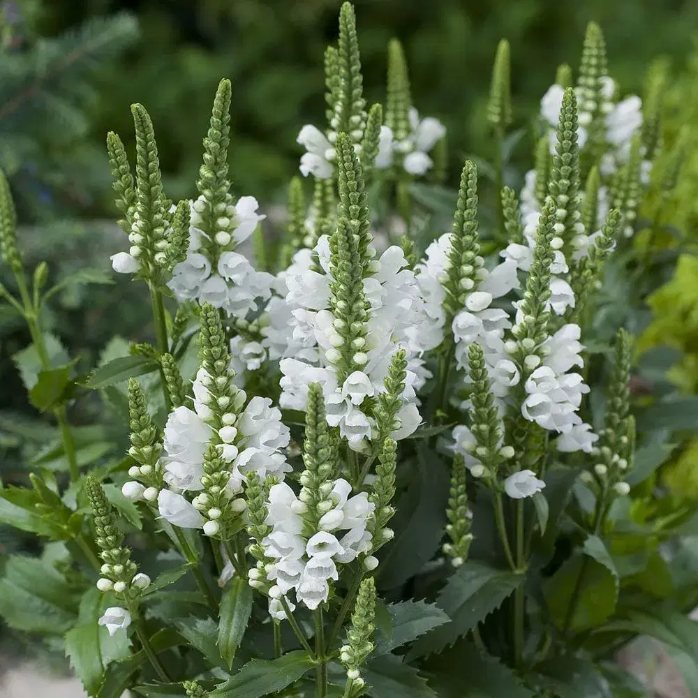 Drejeblomst blomsterfrø