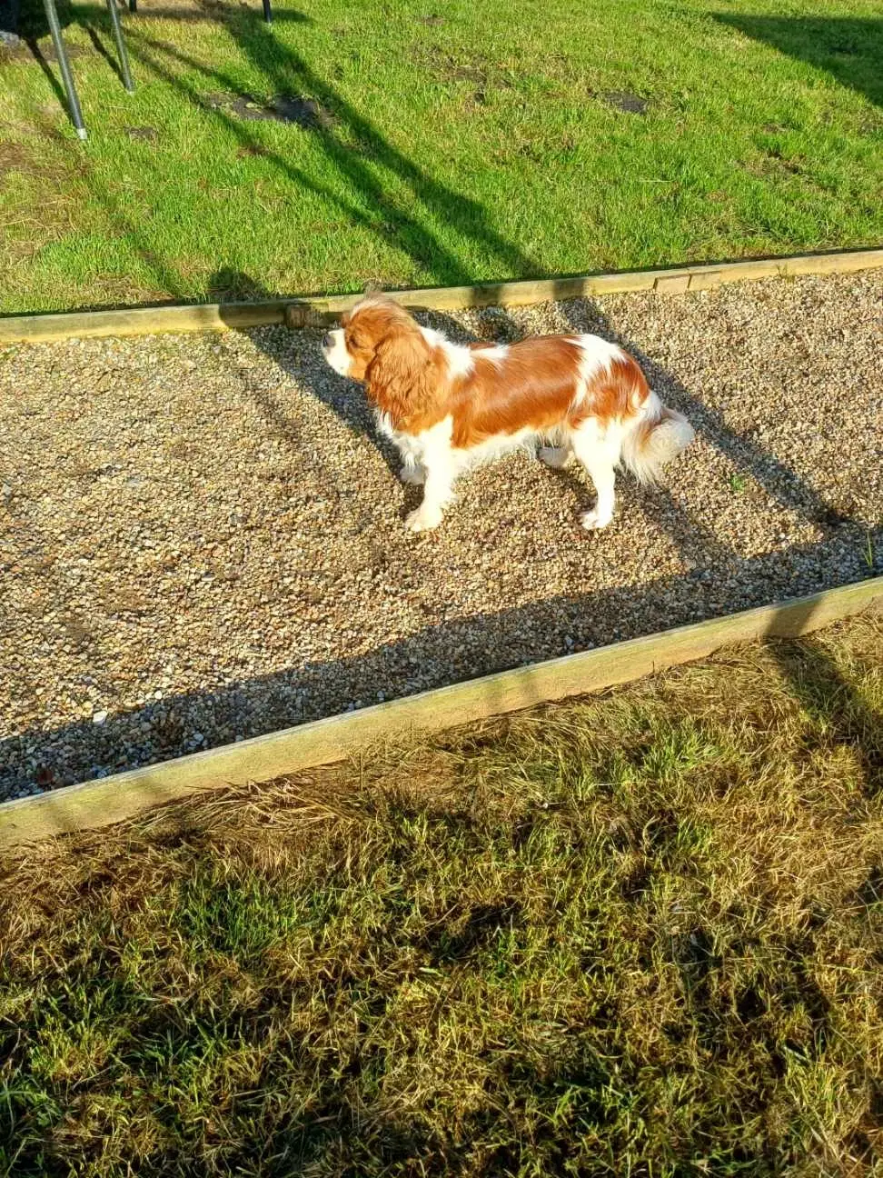 CAVALIER KING CHARLES SPANIEL PIGE SÆLGES