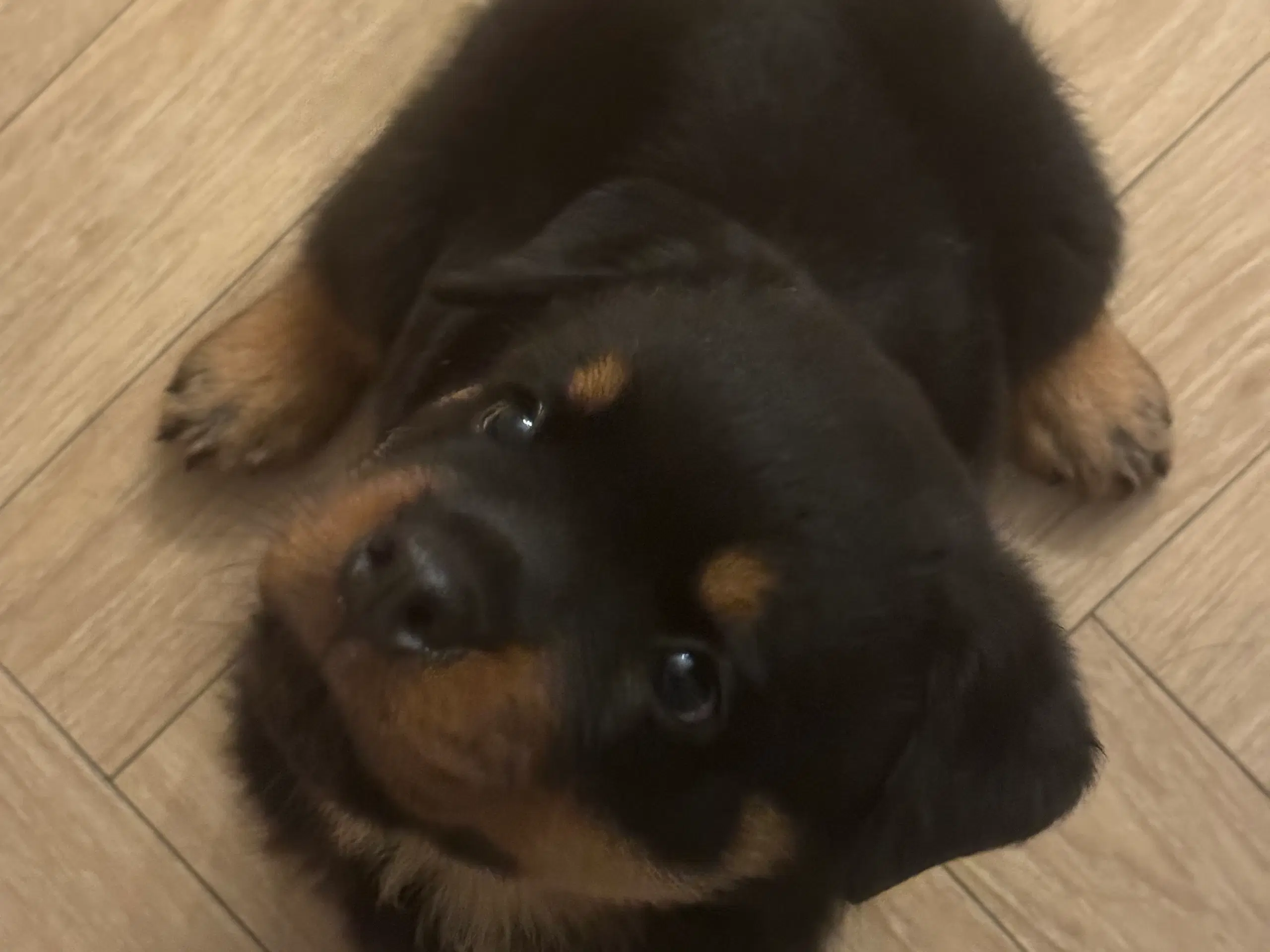 Rottweiler Hvalp Han