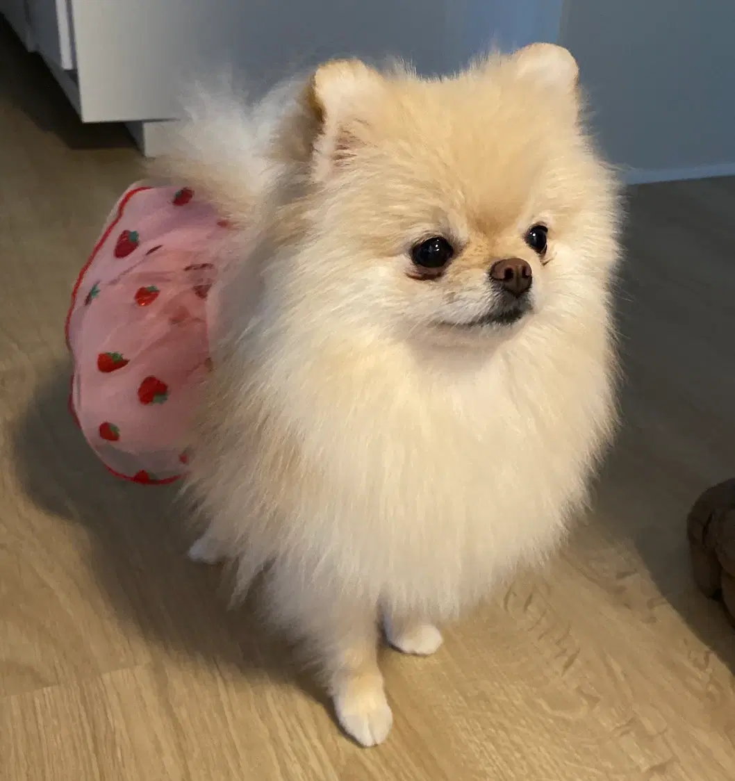 Pomeranian 4 år