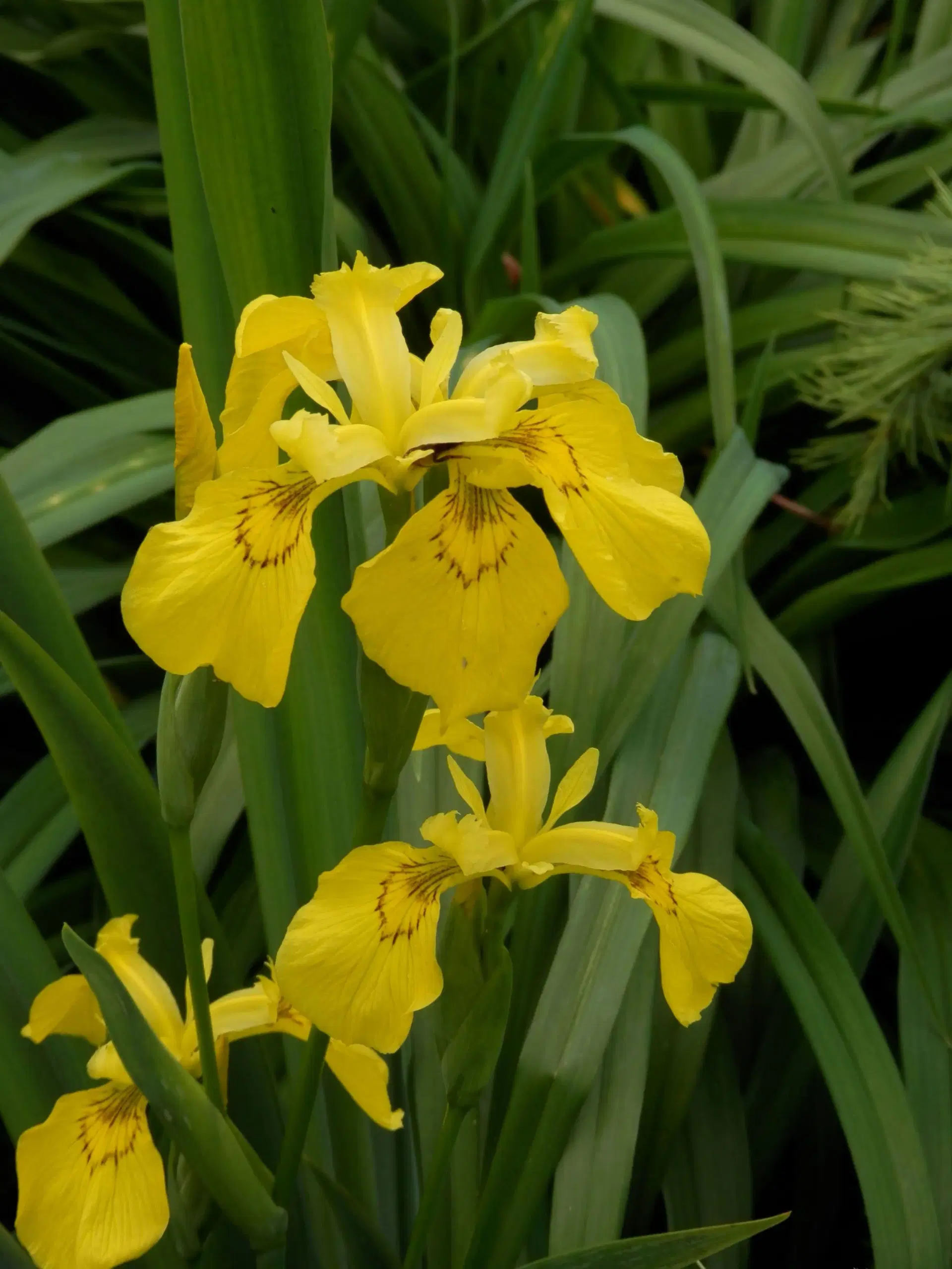 Gul Iris