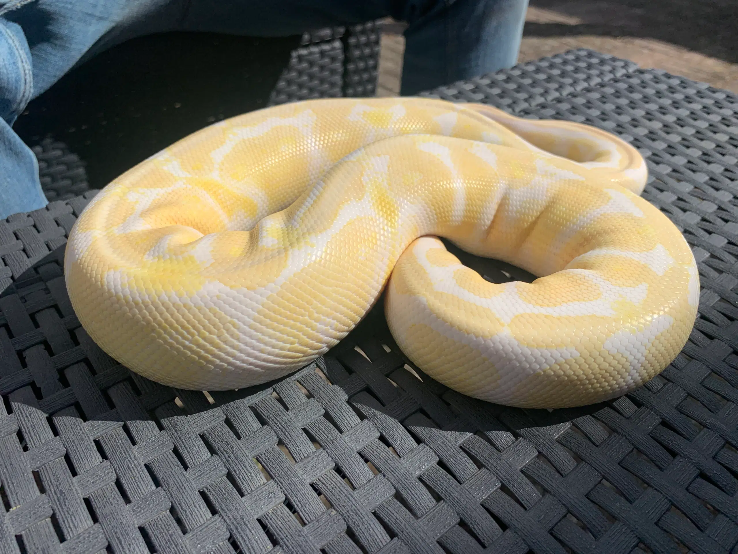 Albino kongepythoner