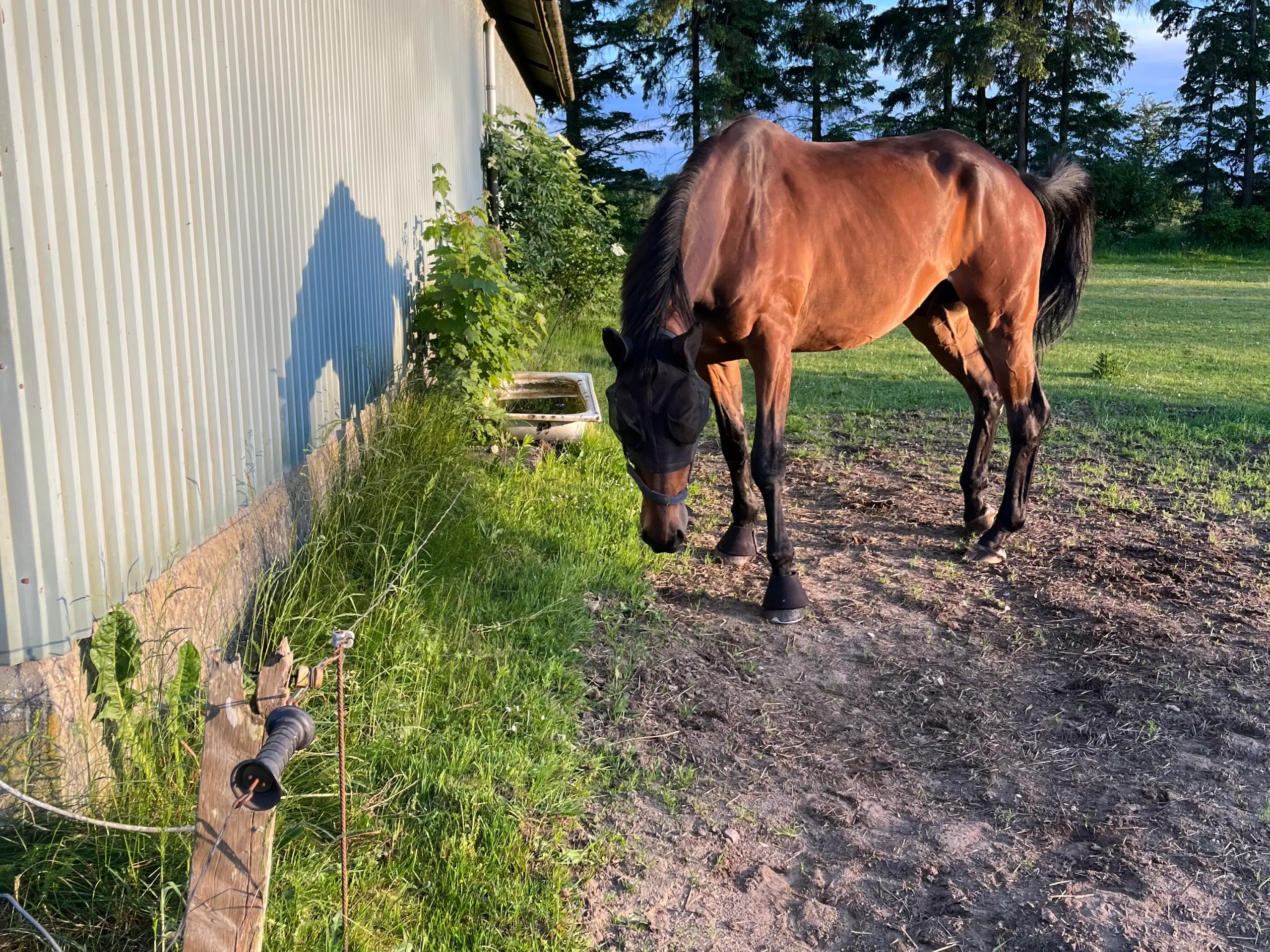 Dansk varmblod, vallak 9 år