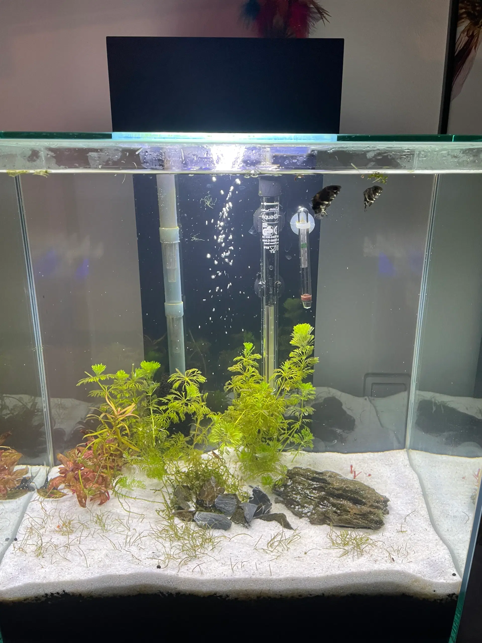 Fluval Edge akvarie 46 L