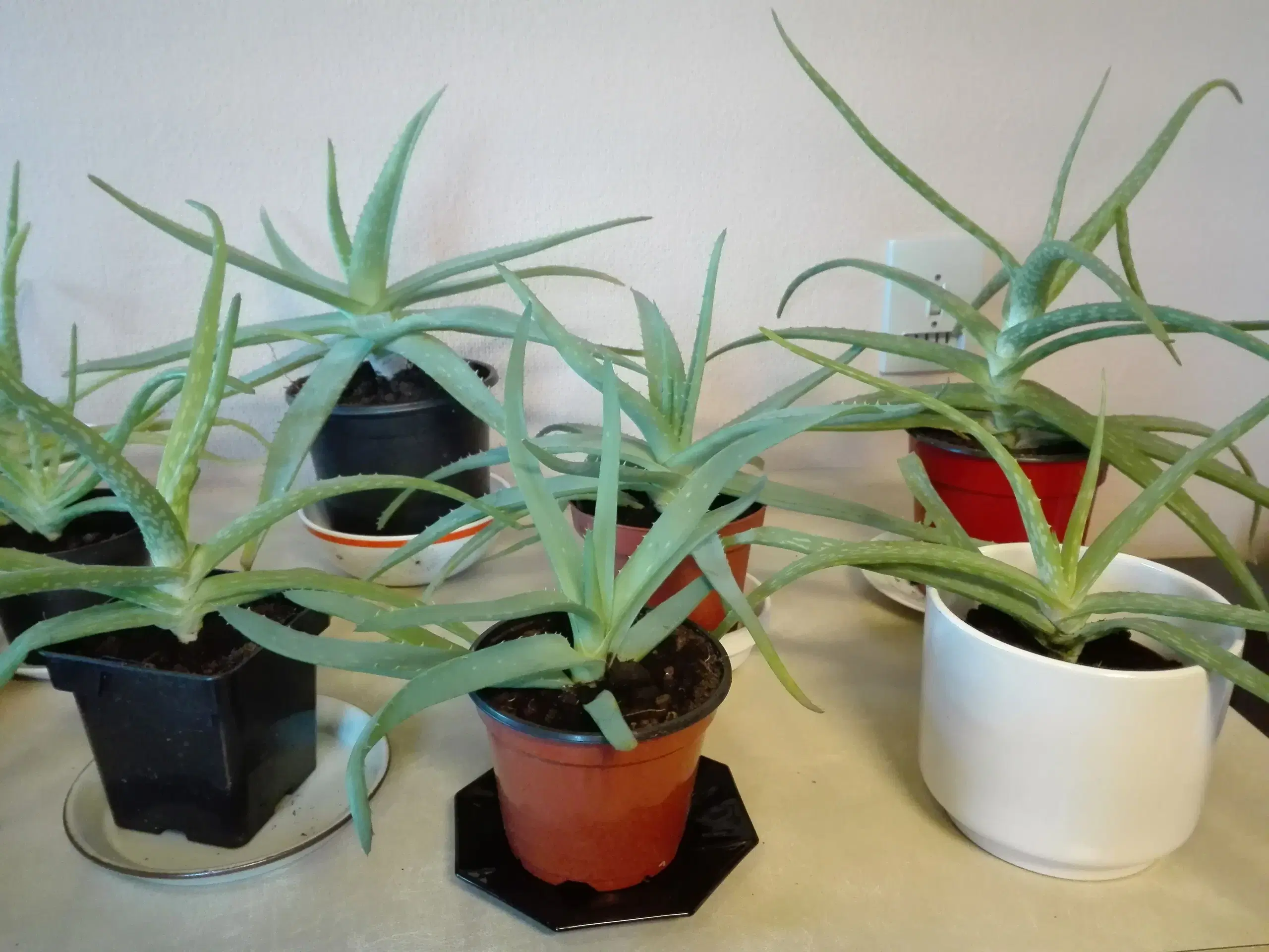 Aloe Vera potteplanter