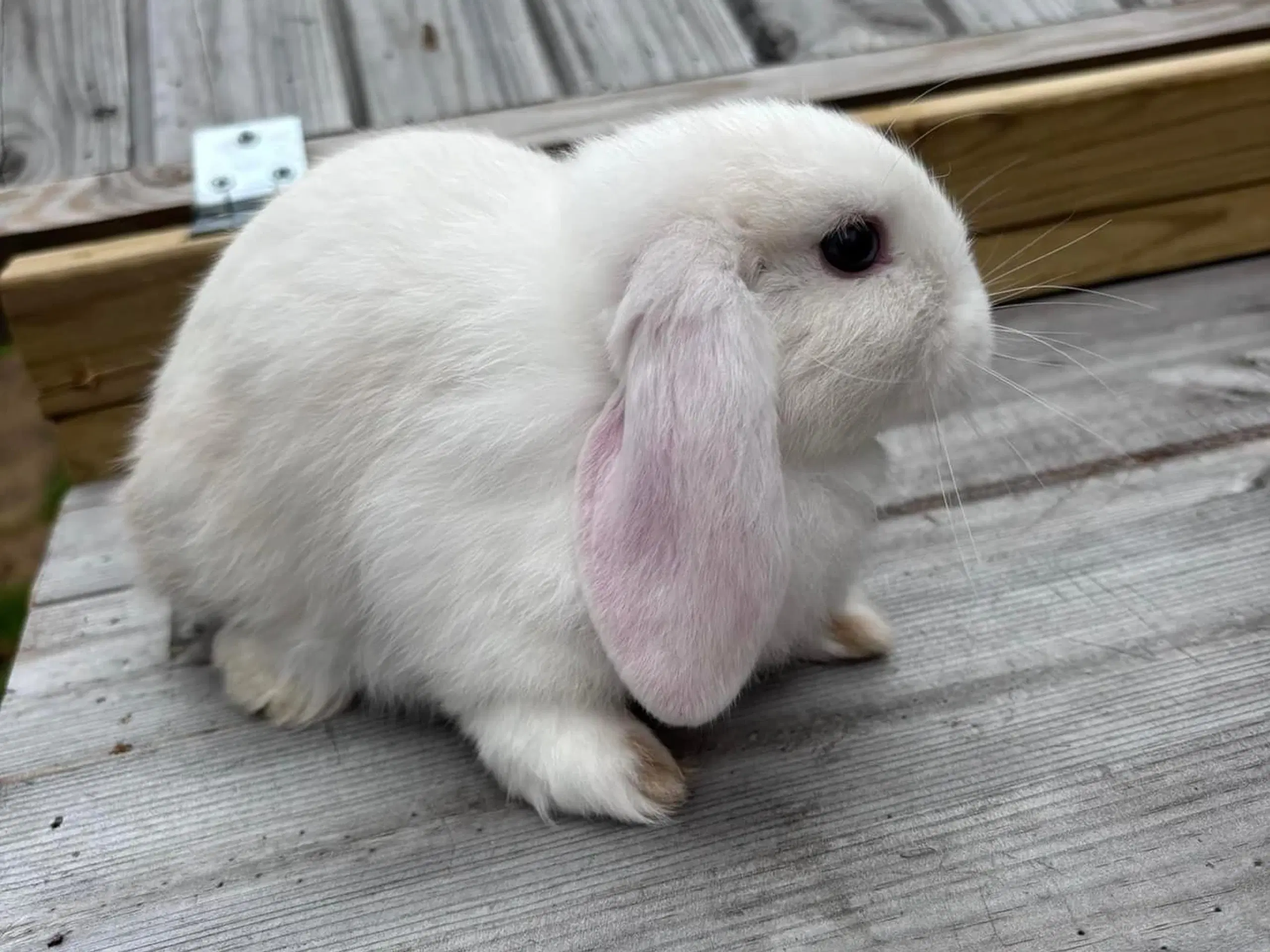 Mini-lop kanin