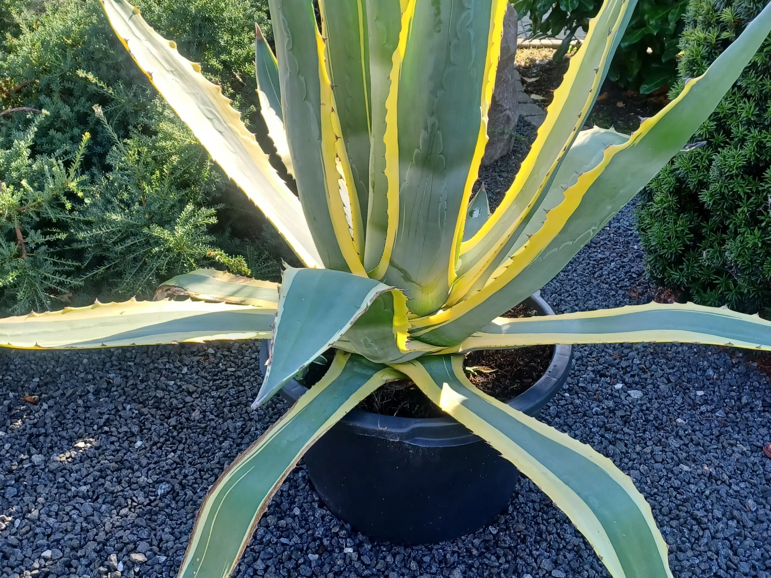 Agave 400 kr.