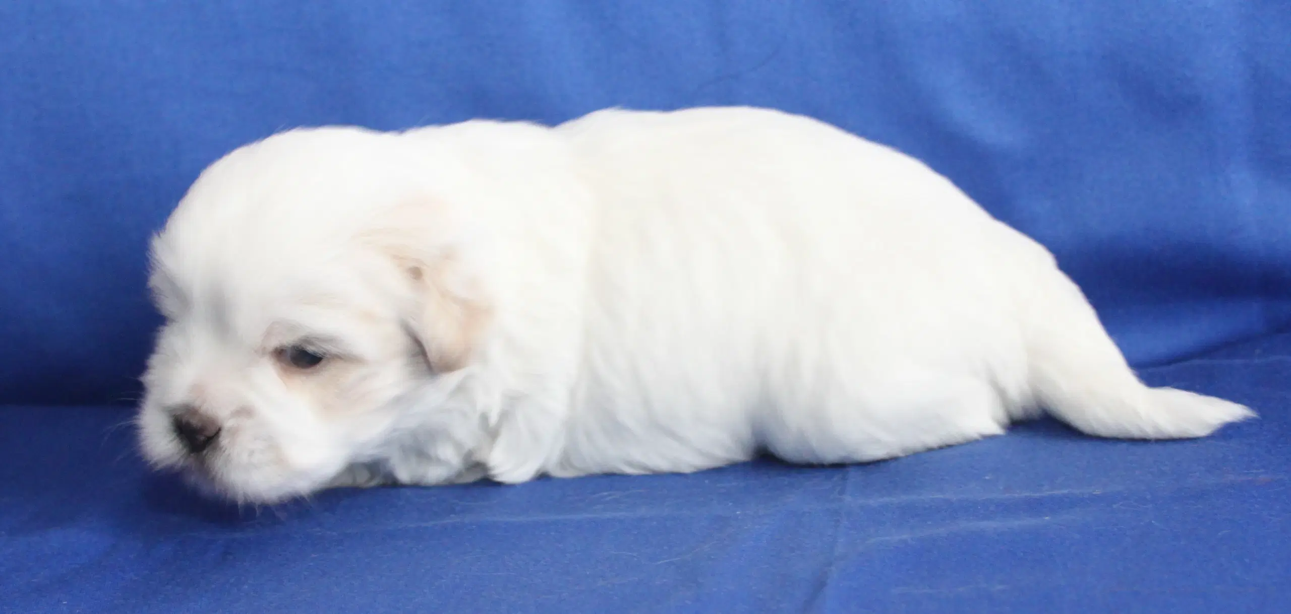 Coton De Tulear hvalpe ( Bomulds hvalpe)