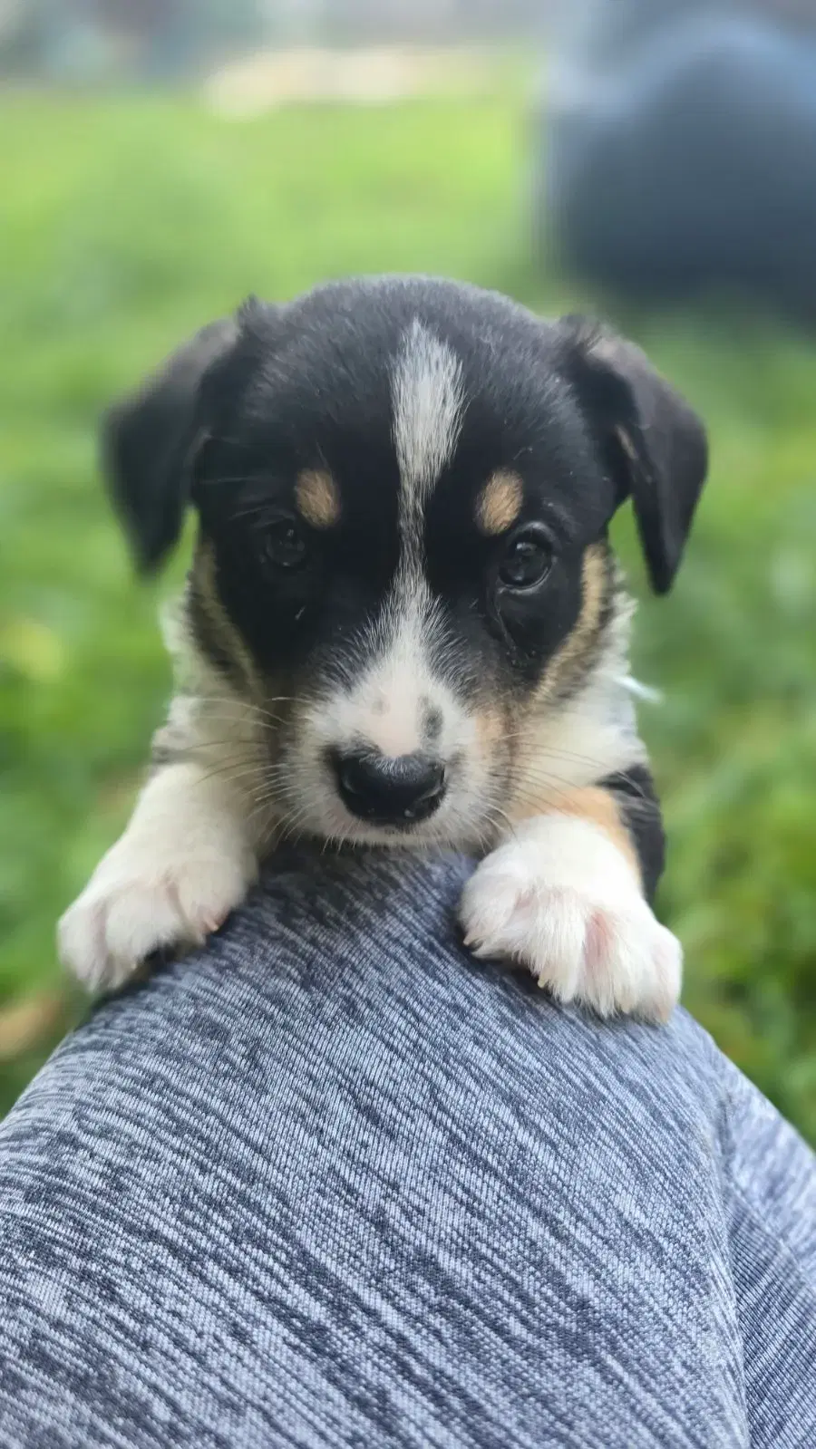 Welsh Corgi Cardigan Hvalpe