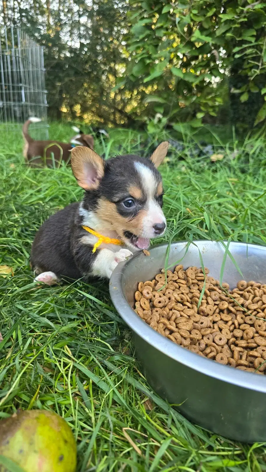 Welsh Corgi Cardigan Hvalpe