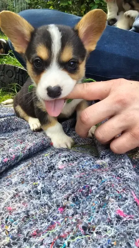 Welsh Corgi Cardigan Hvalpe