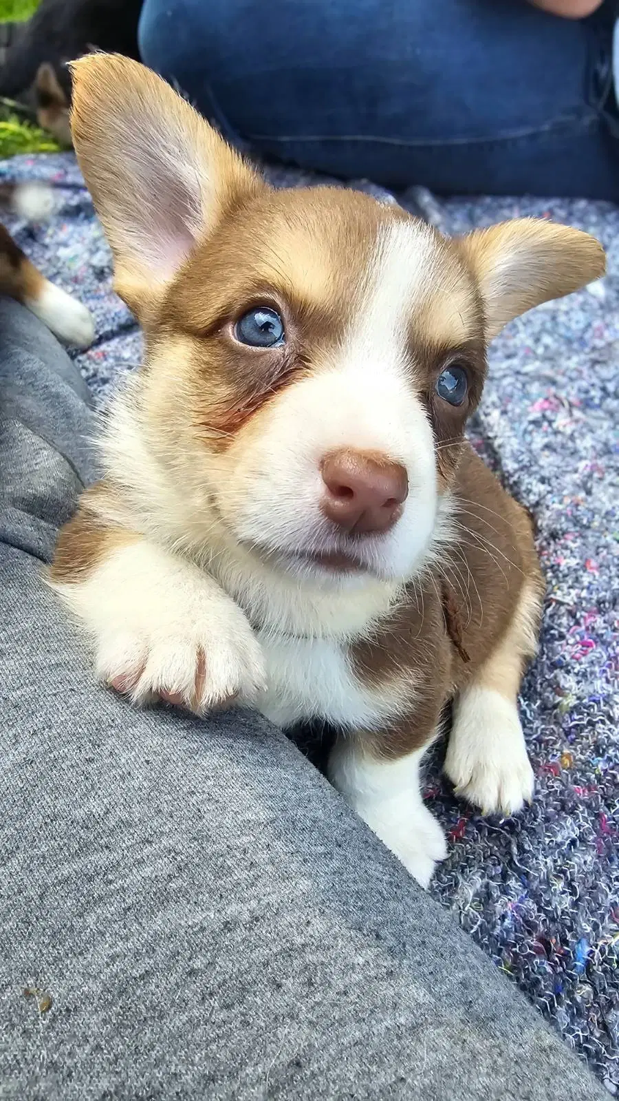 Welsh Corgi Cardigan Hvalpe