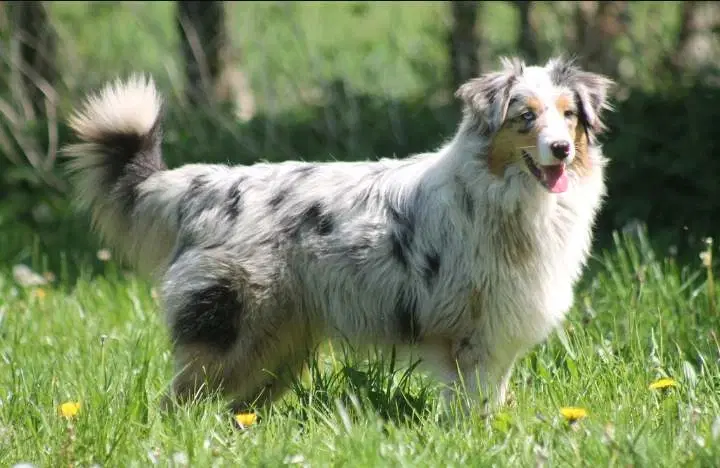 Australian Shepherd Tæve fra Nov 23