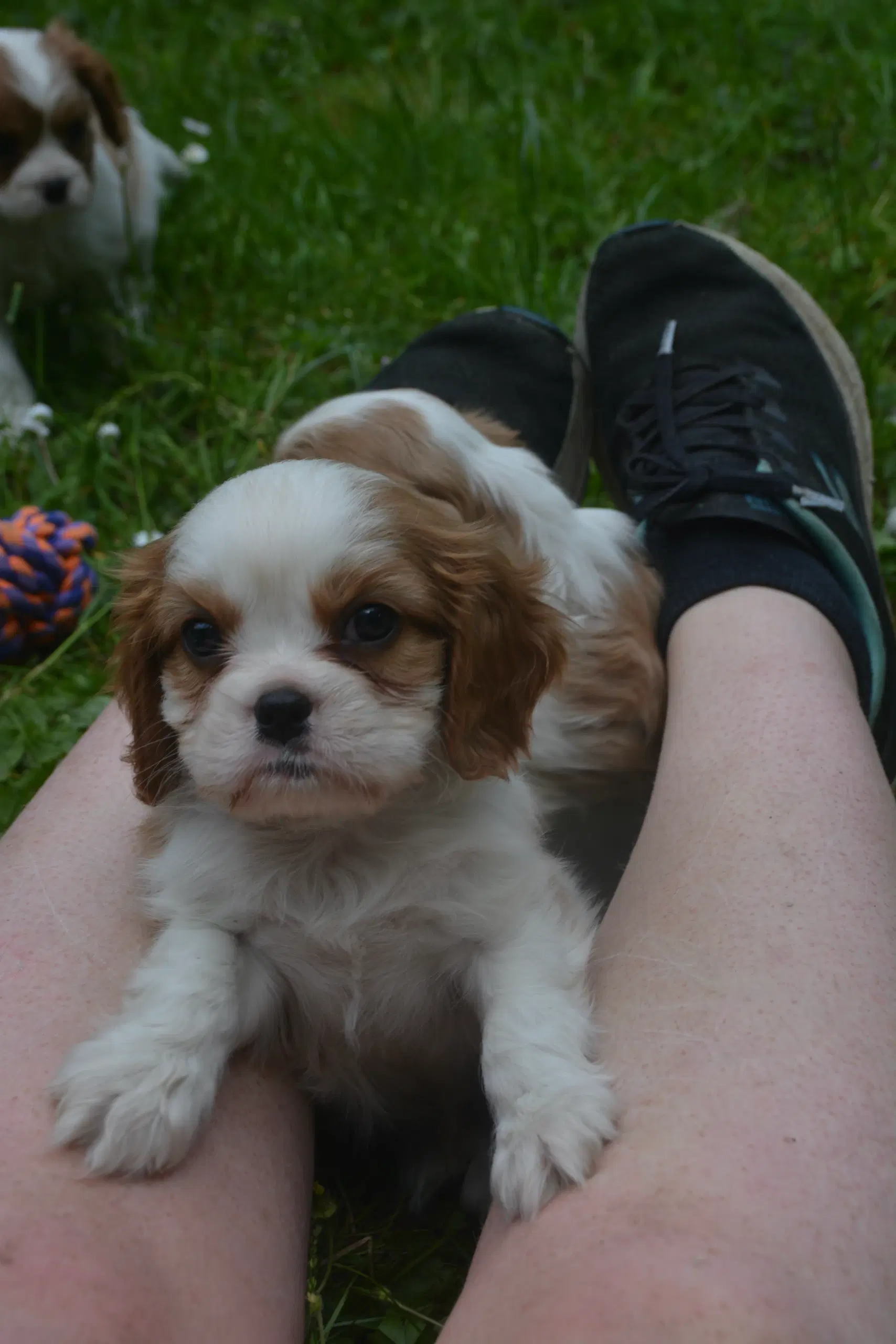 Cavalier King Charles Spaniel