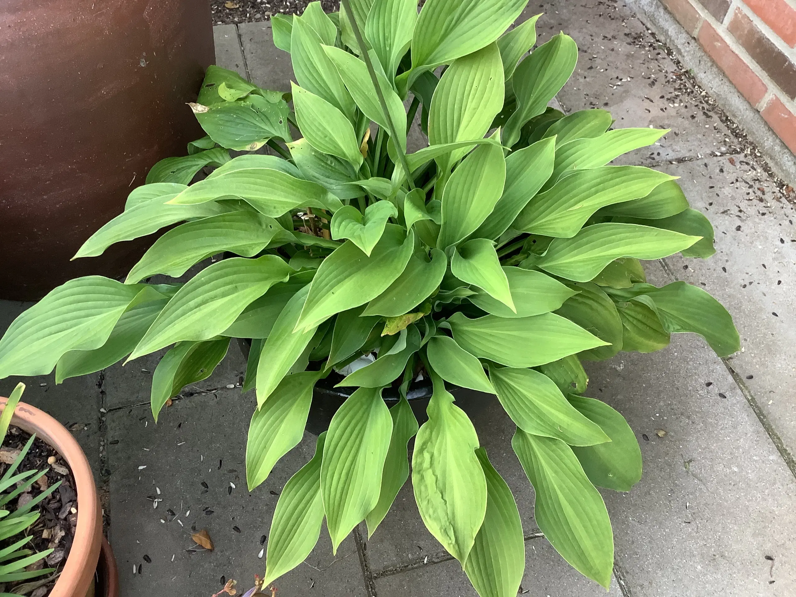 Hosta planter