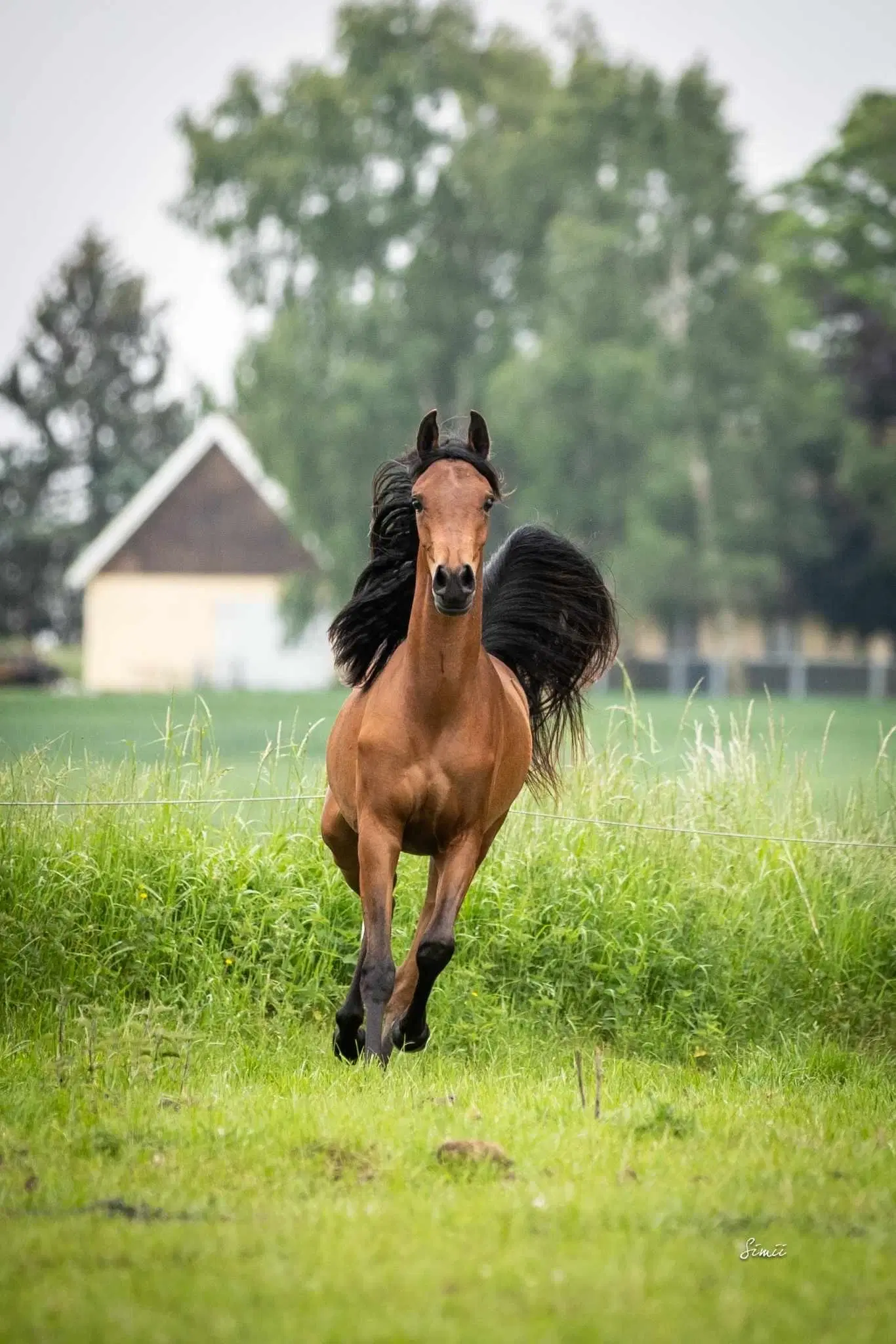 2 års hoppe m Rødt pas