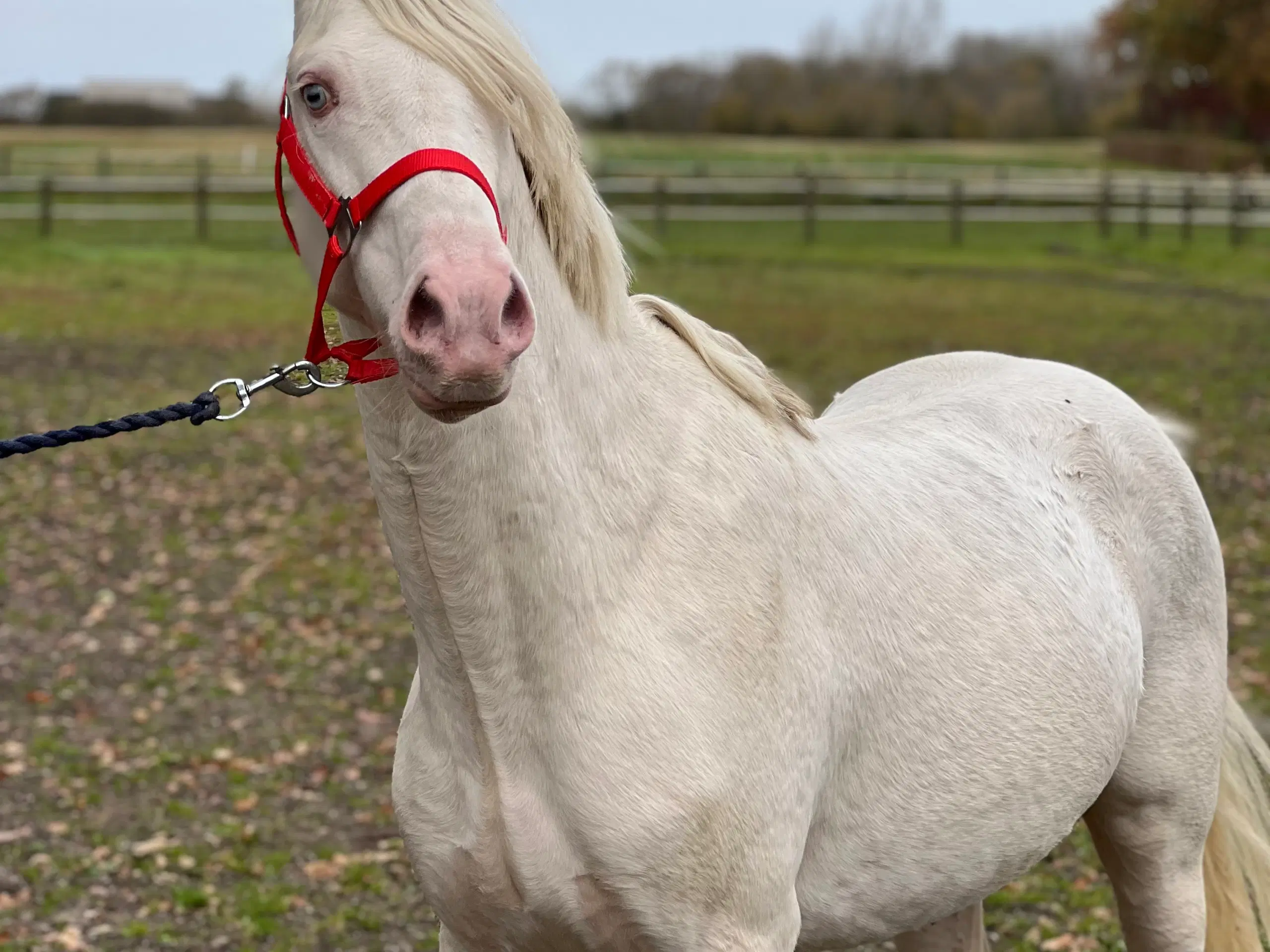 Cremello pony