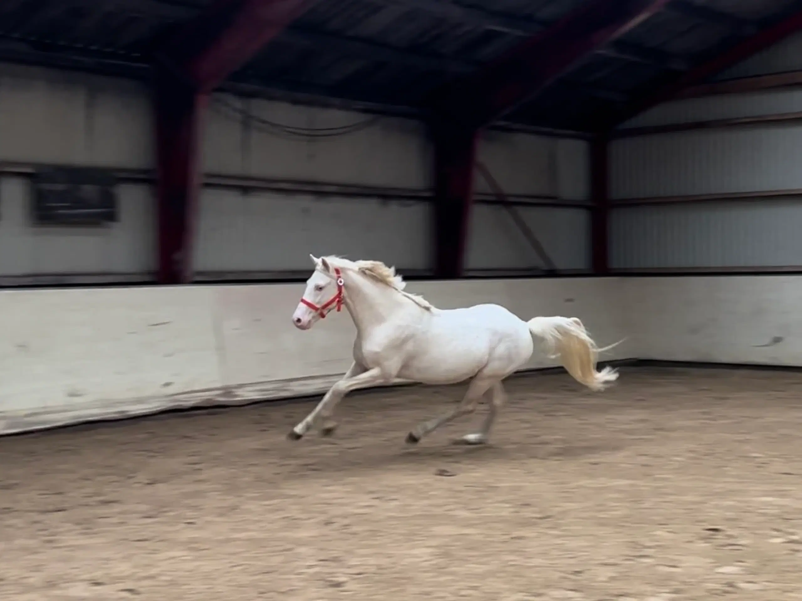 Cremello pony