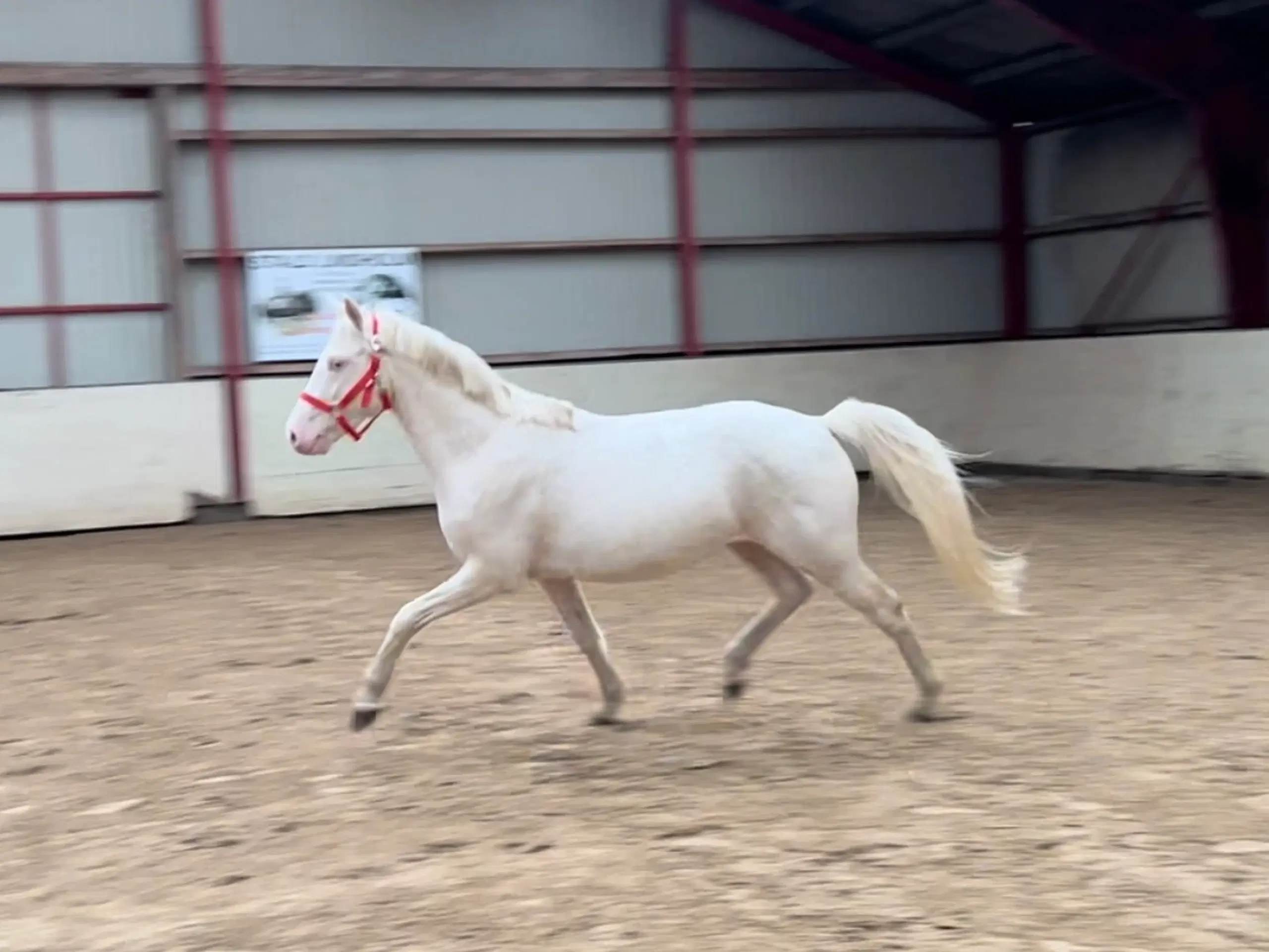 Cremello pony