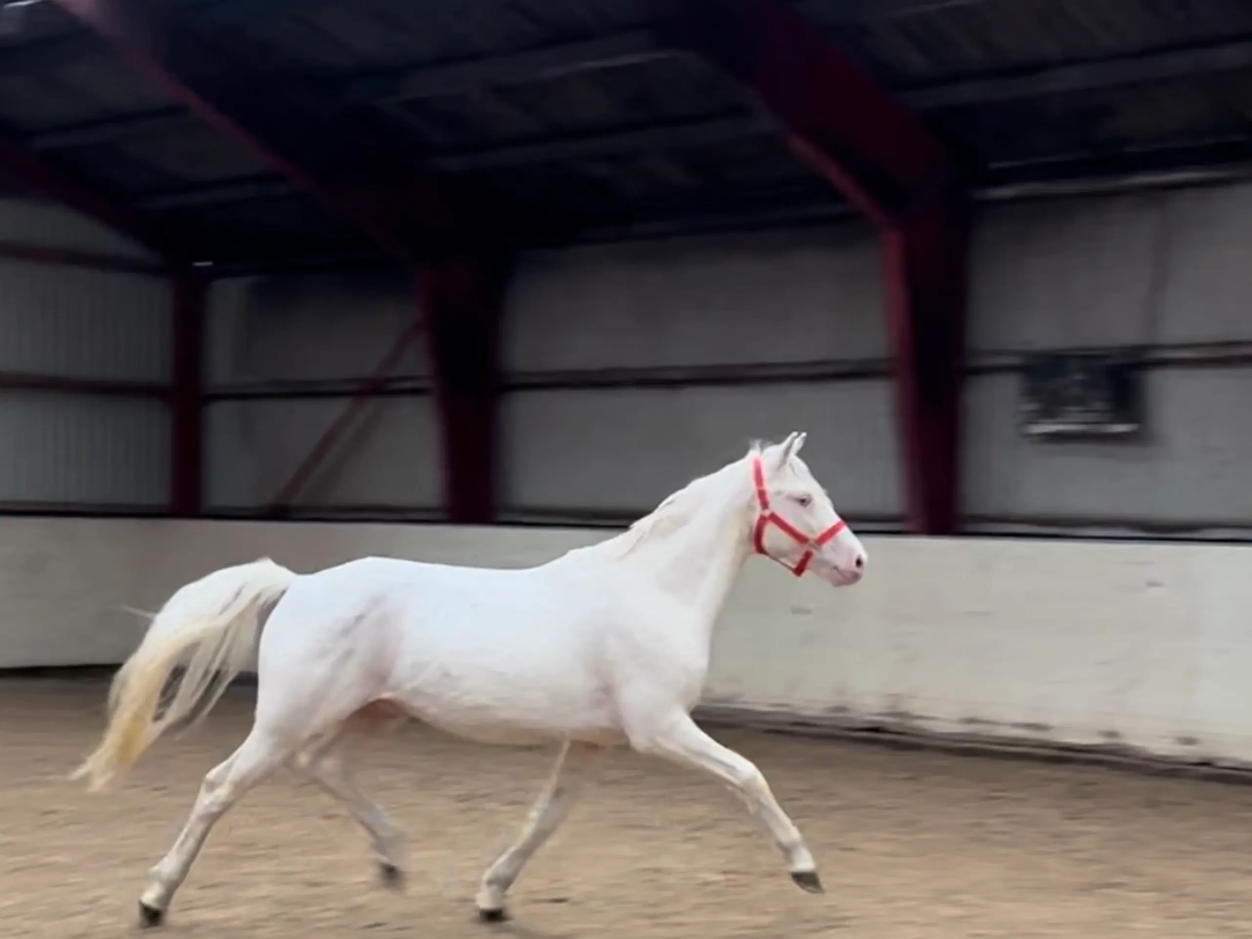 Cremello pony