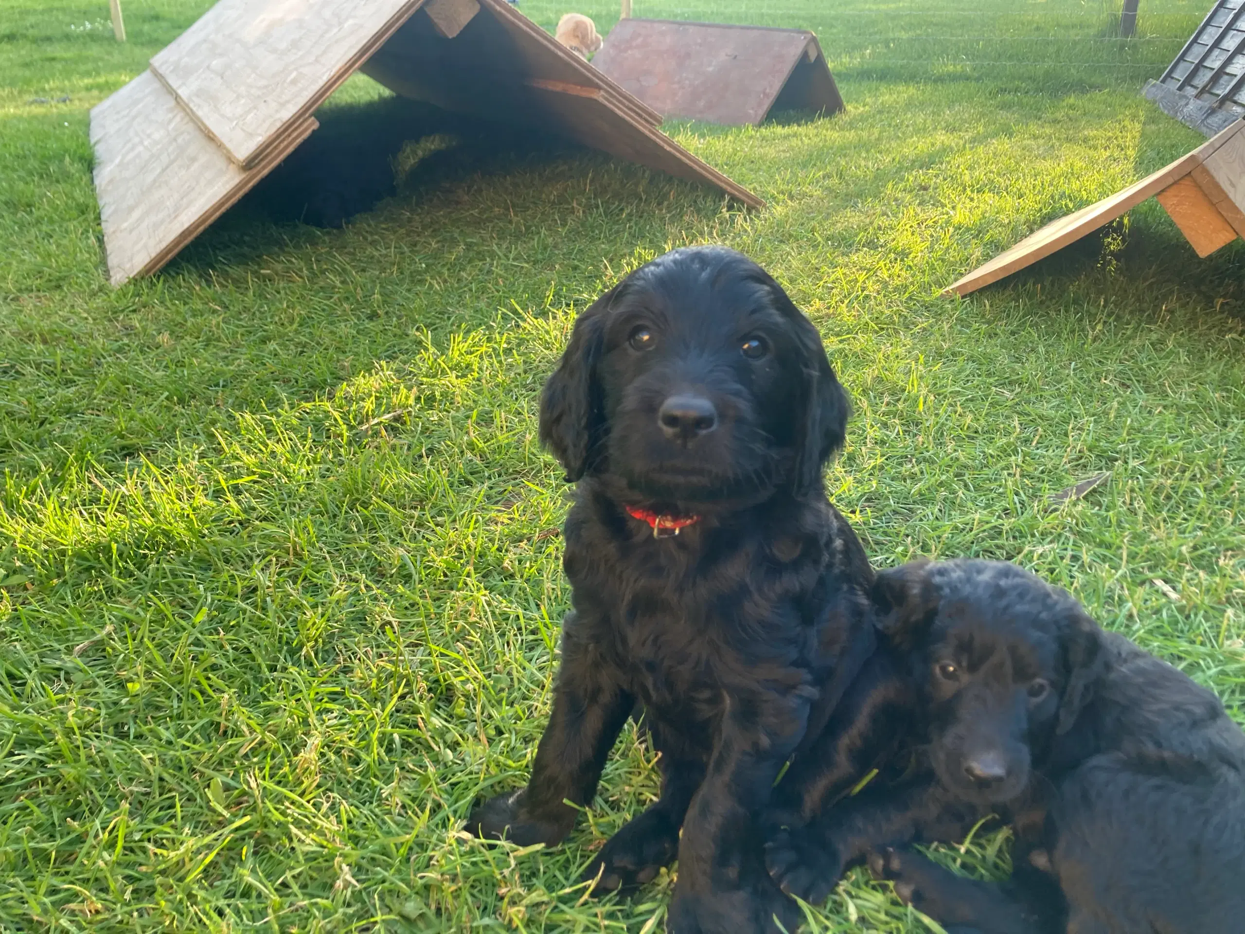 Goldendoodle hvalpe