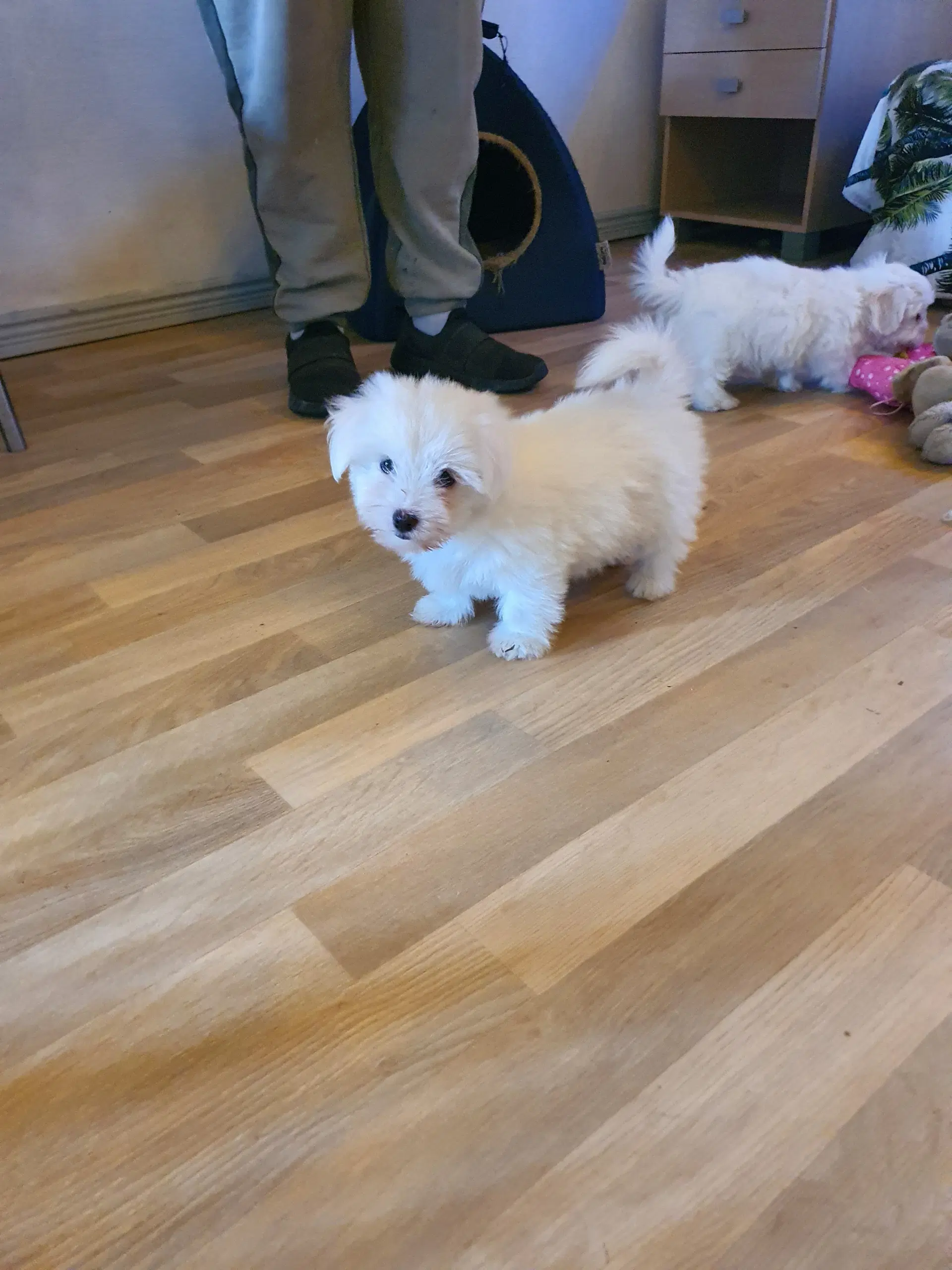 Coton de Tulear hvalpe