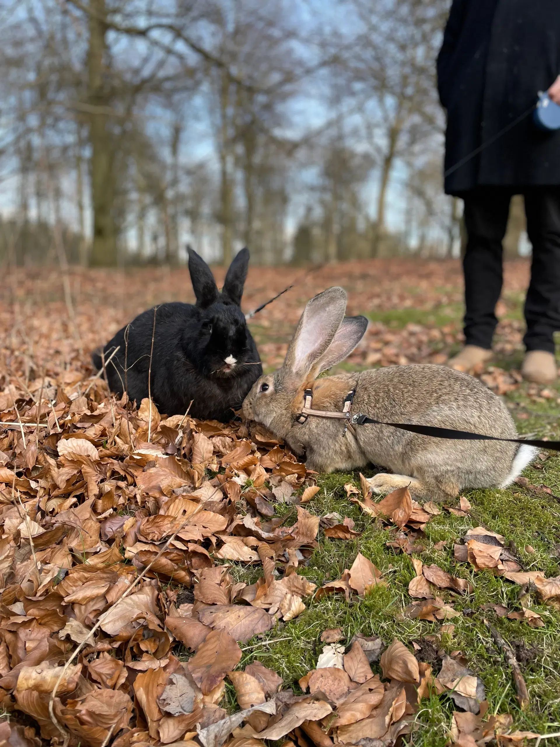 Belgiske kæmper