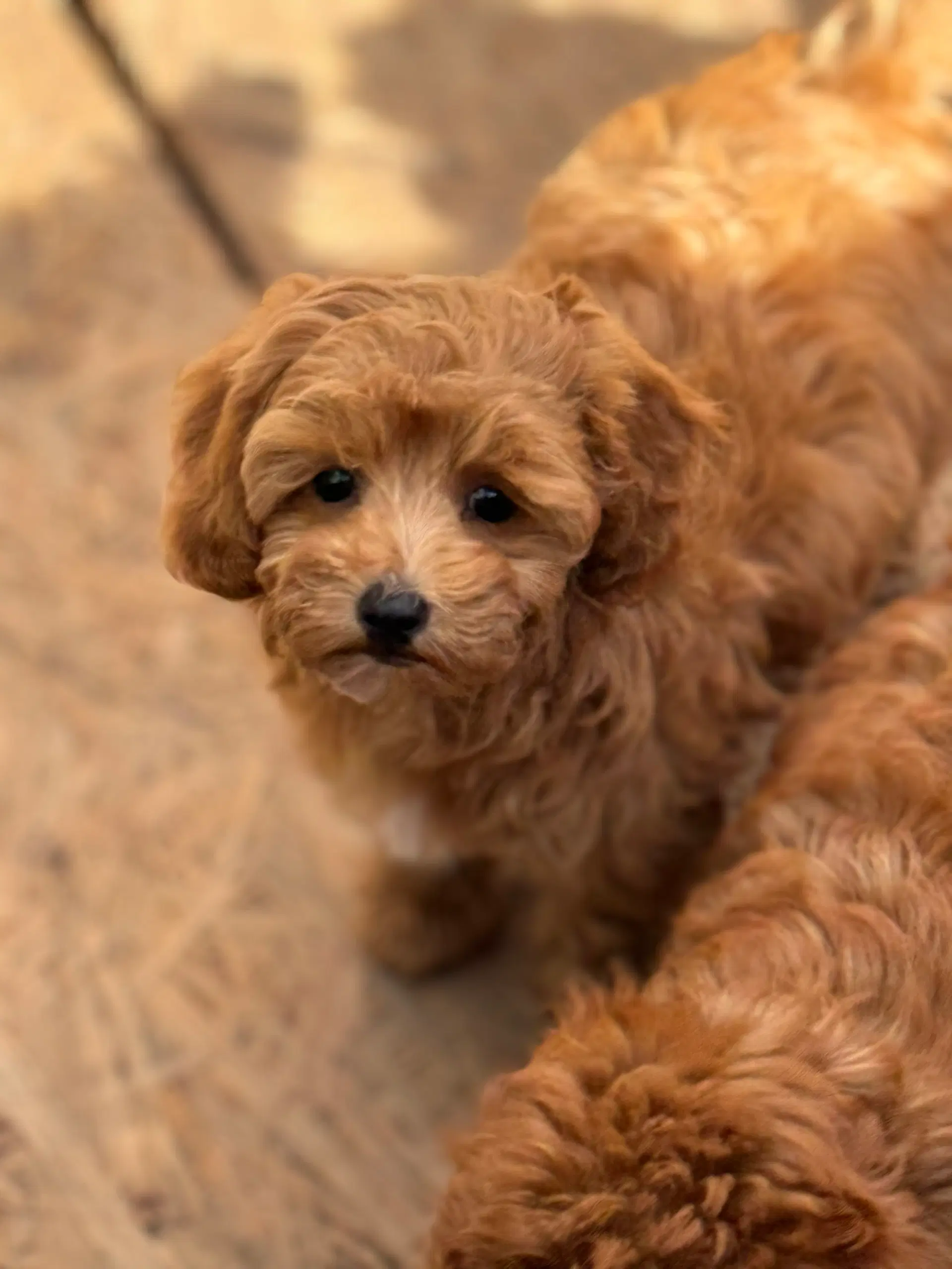 Maltipoo fra Maltipoo4love