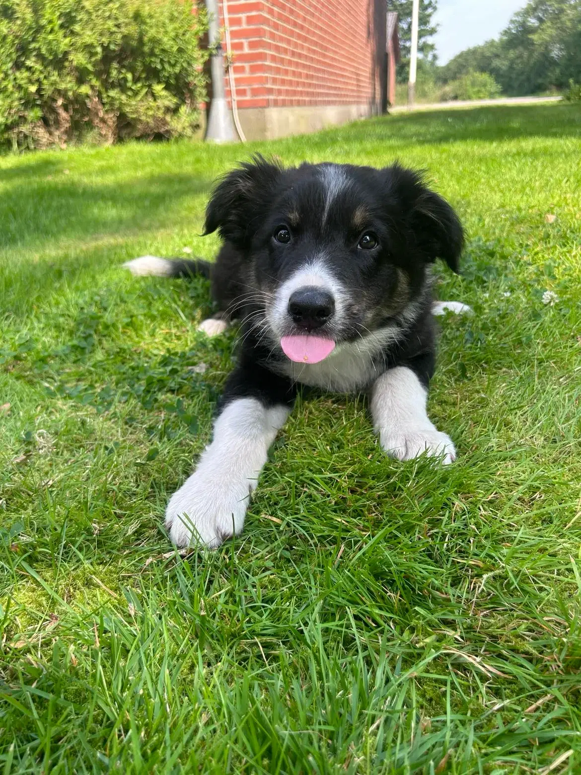 Border collie/Australian shepherd hvalpe