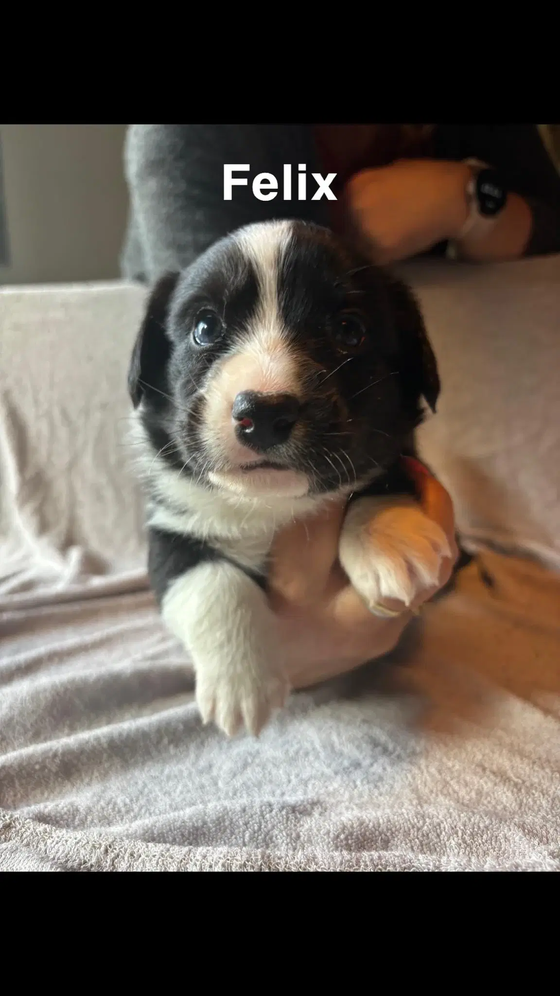 Welsh Corgi Cardigan hvalpe