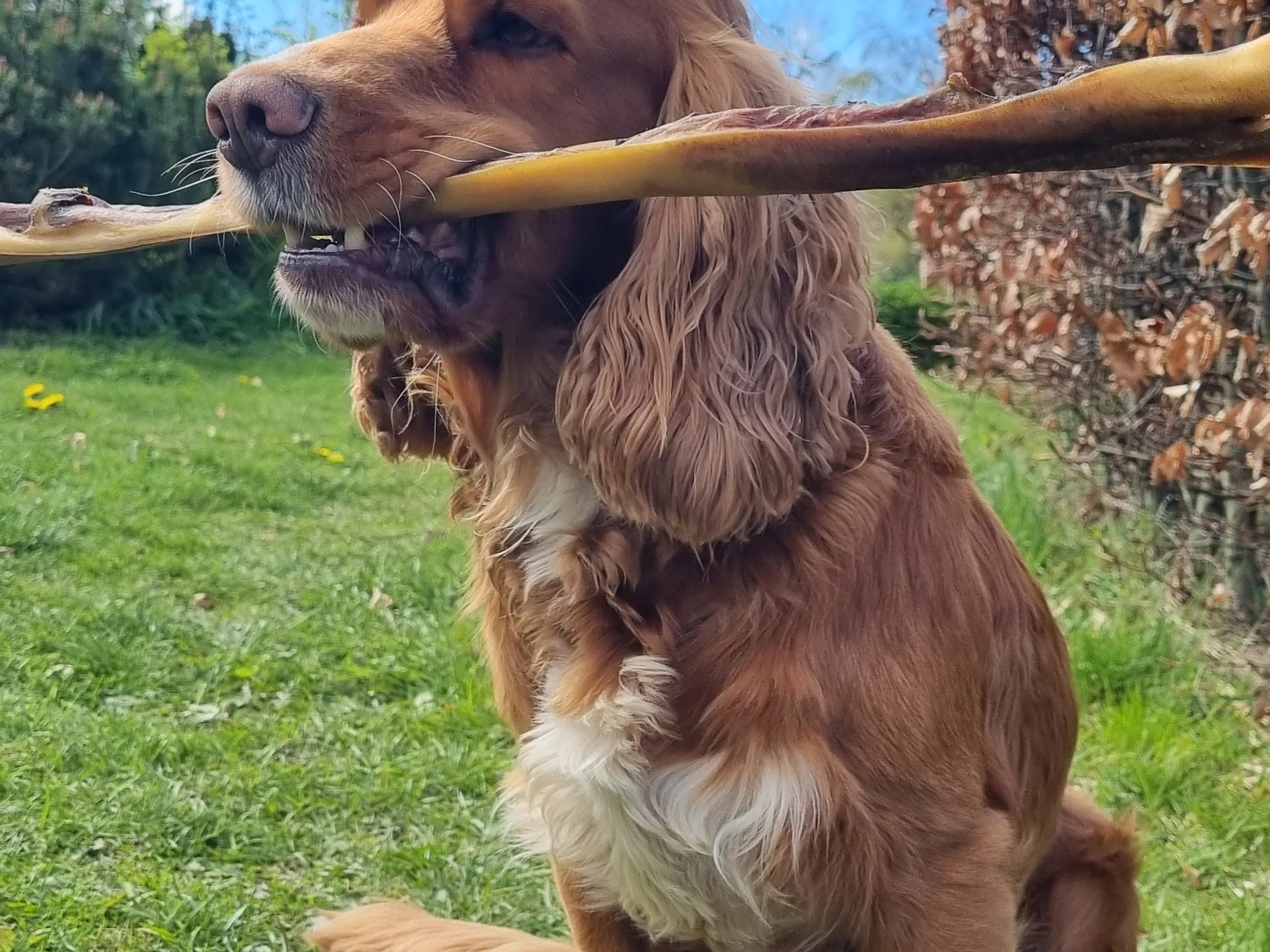 Cocker spaniel tilbydes til avl