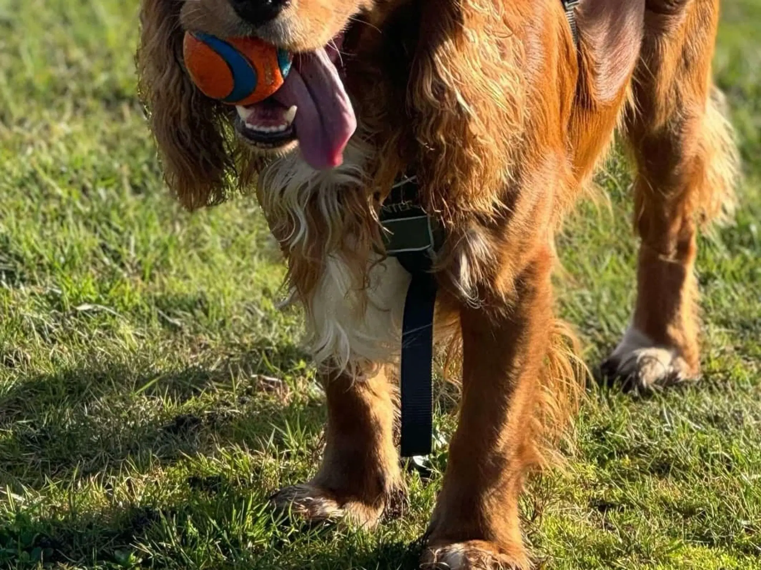 Cocker spaniel tilbydes til avl