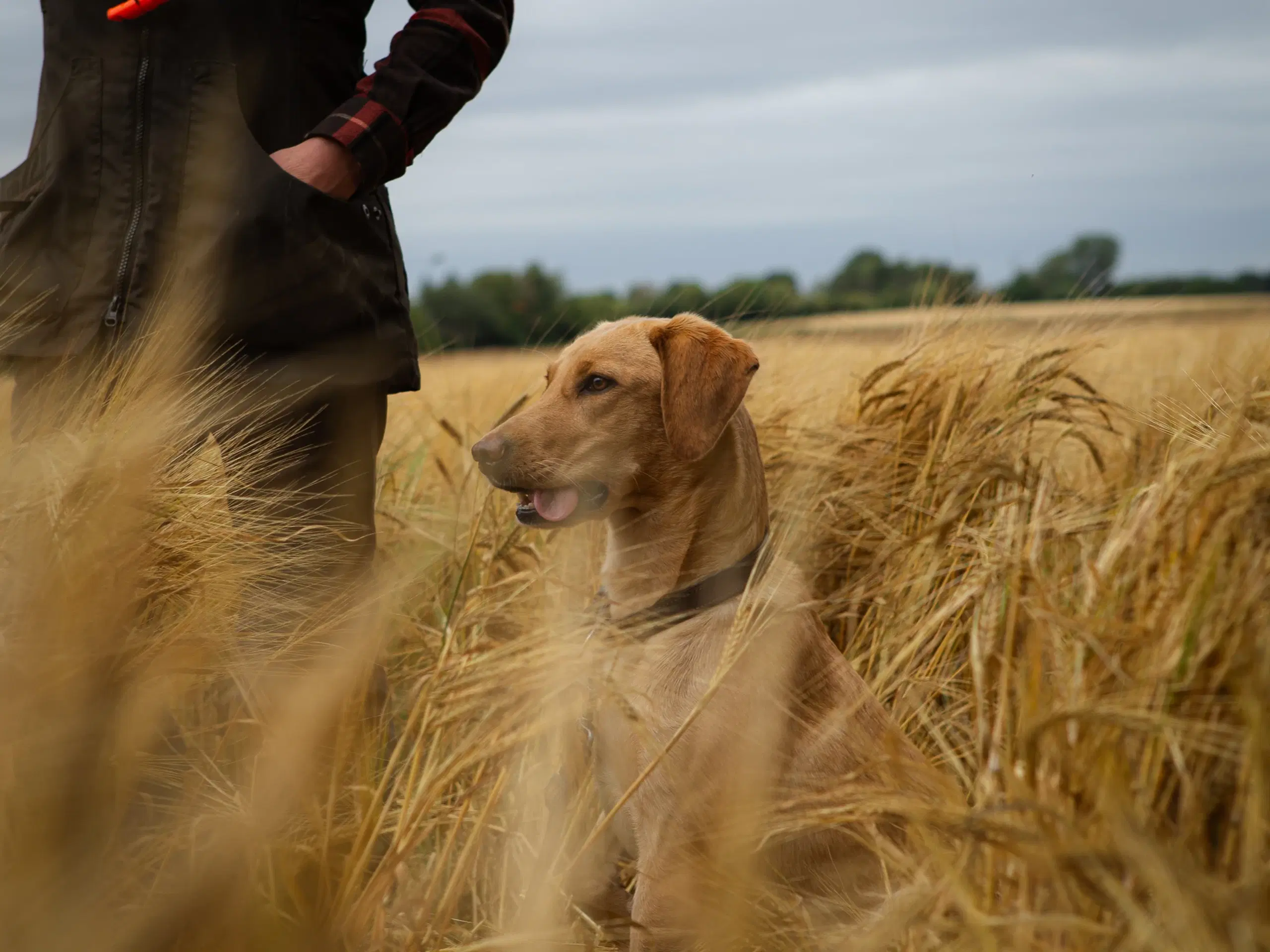 Labrador hvalpe F1 Foxred/gul