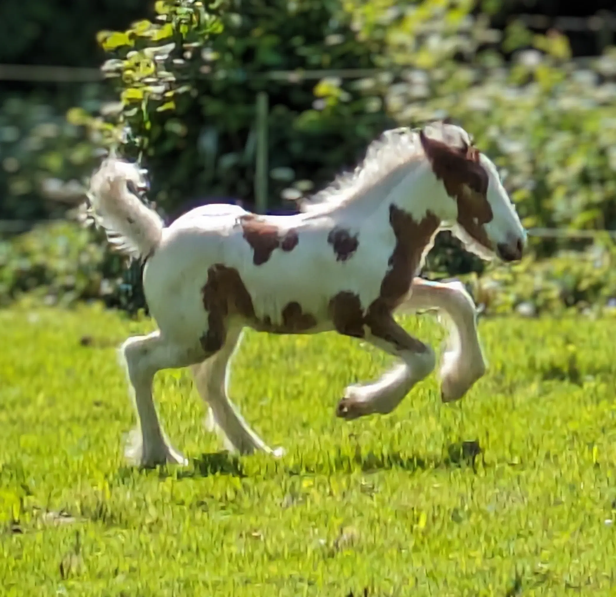 Tinker /Irish cob hoppe føl