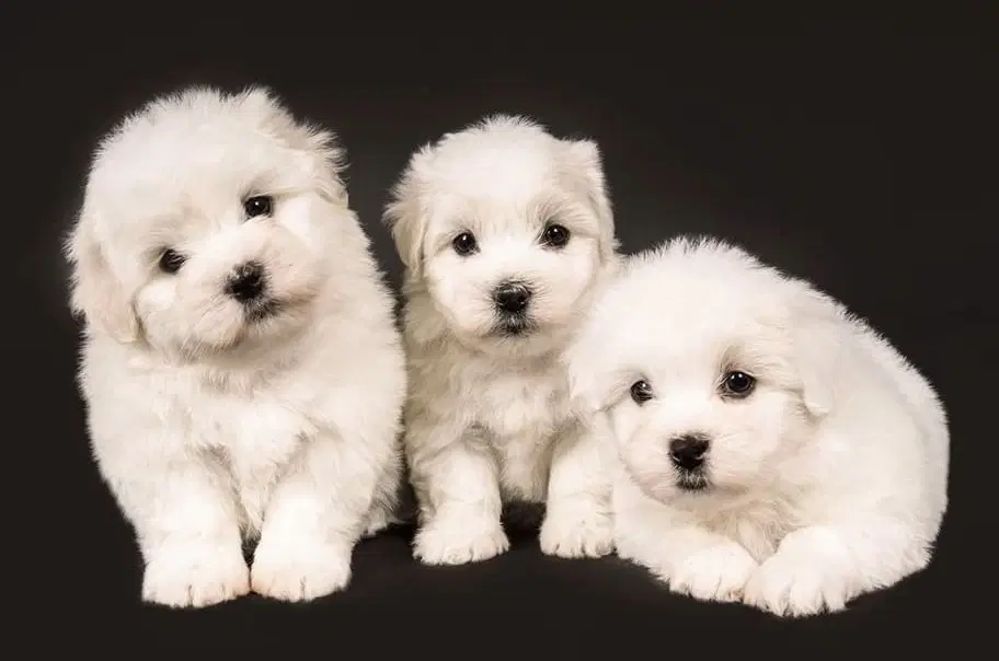 Coton de tulear