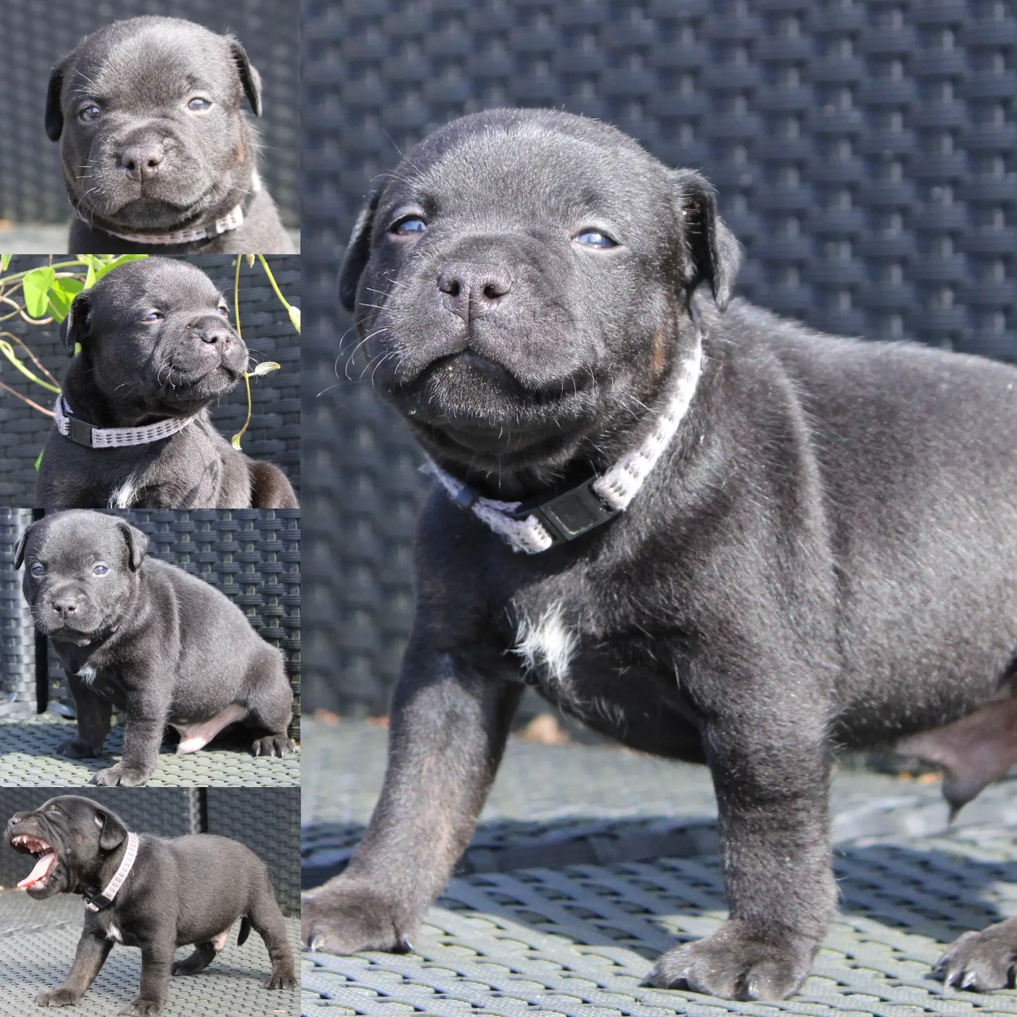 Staffordshire bull terrier