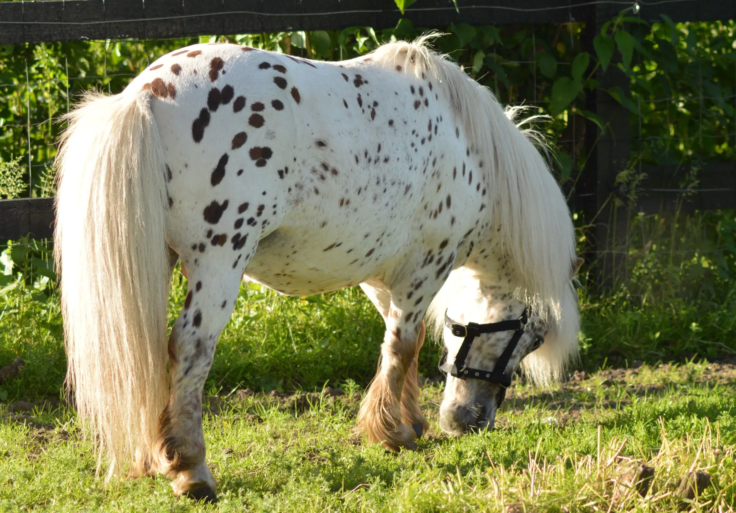 Mowgli -Mini Appaloosa